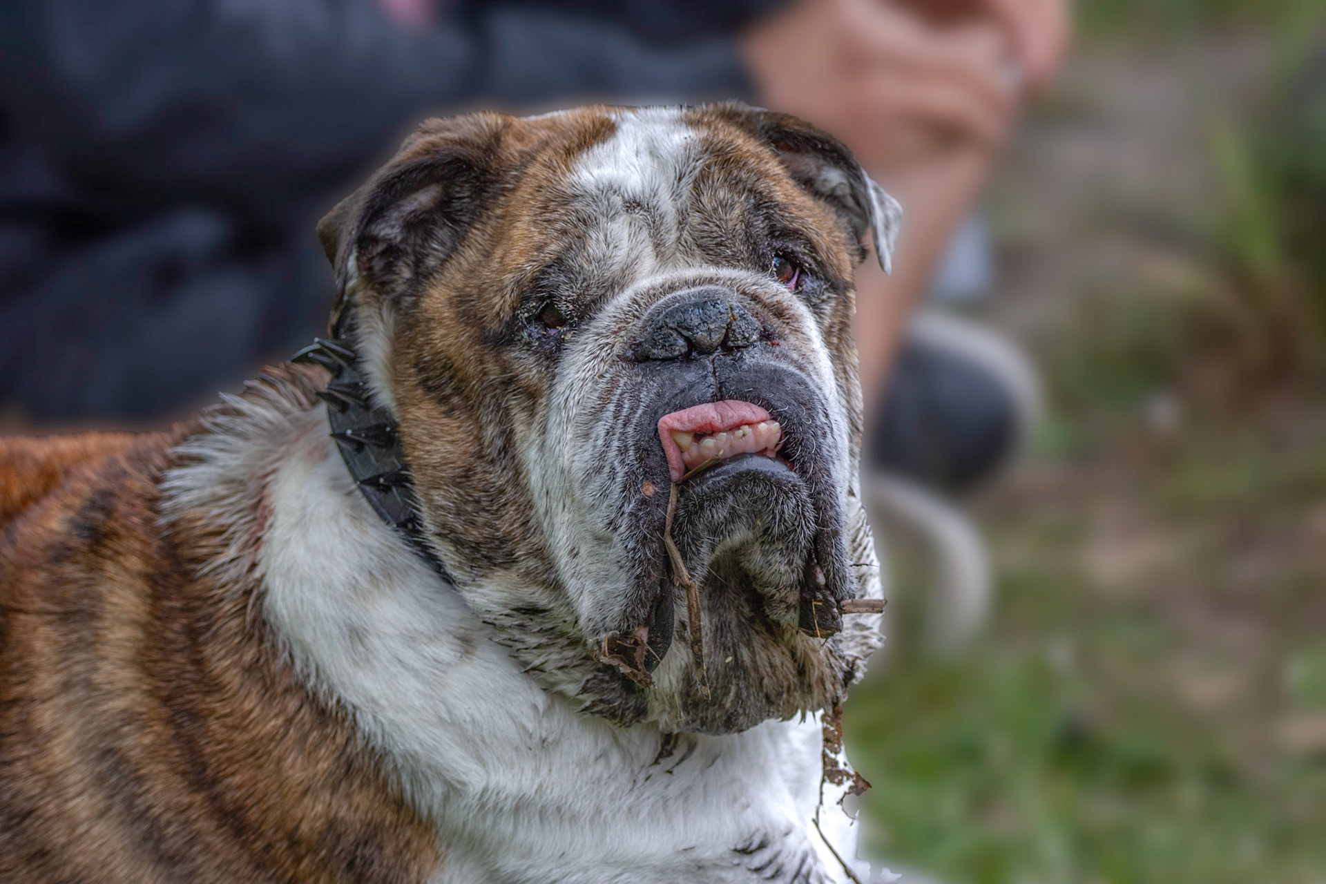 11272 Bull Dog  / Chien de taureau ( canīnus )