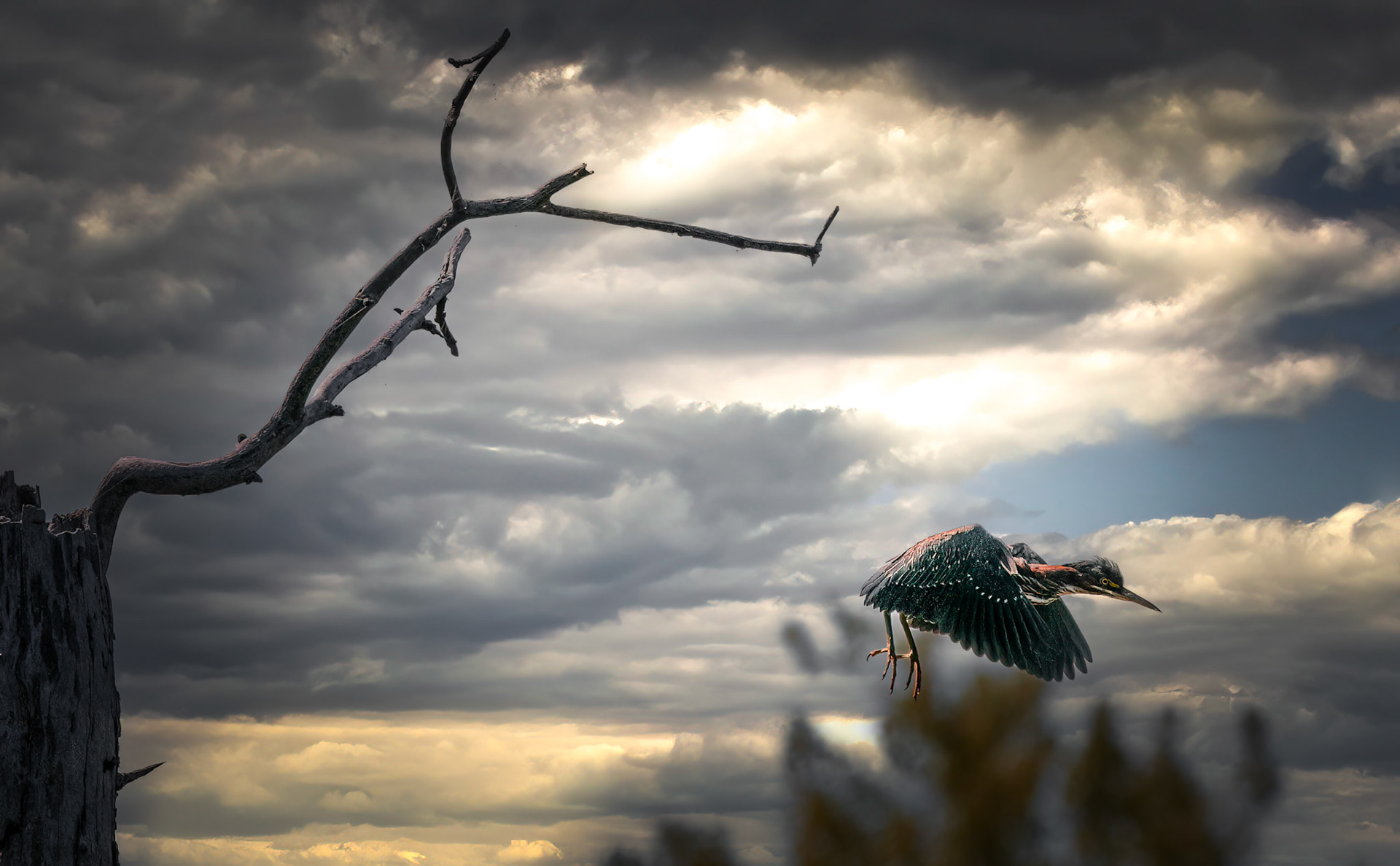 10823 Green Heron