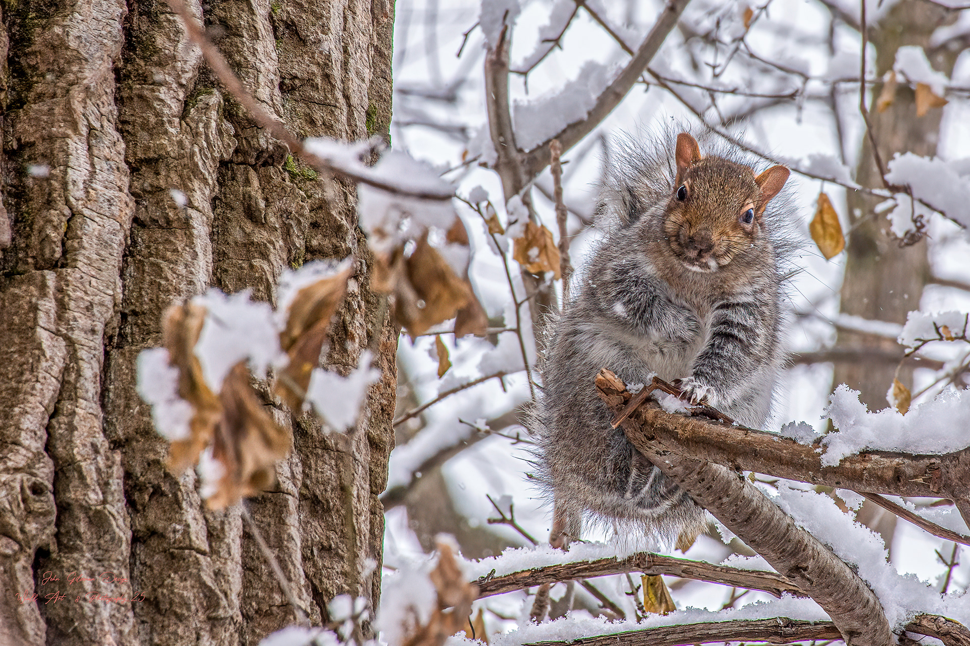 11592 Grey Squirrel Parc Angrignon "At your service"