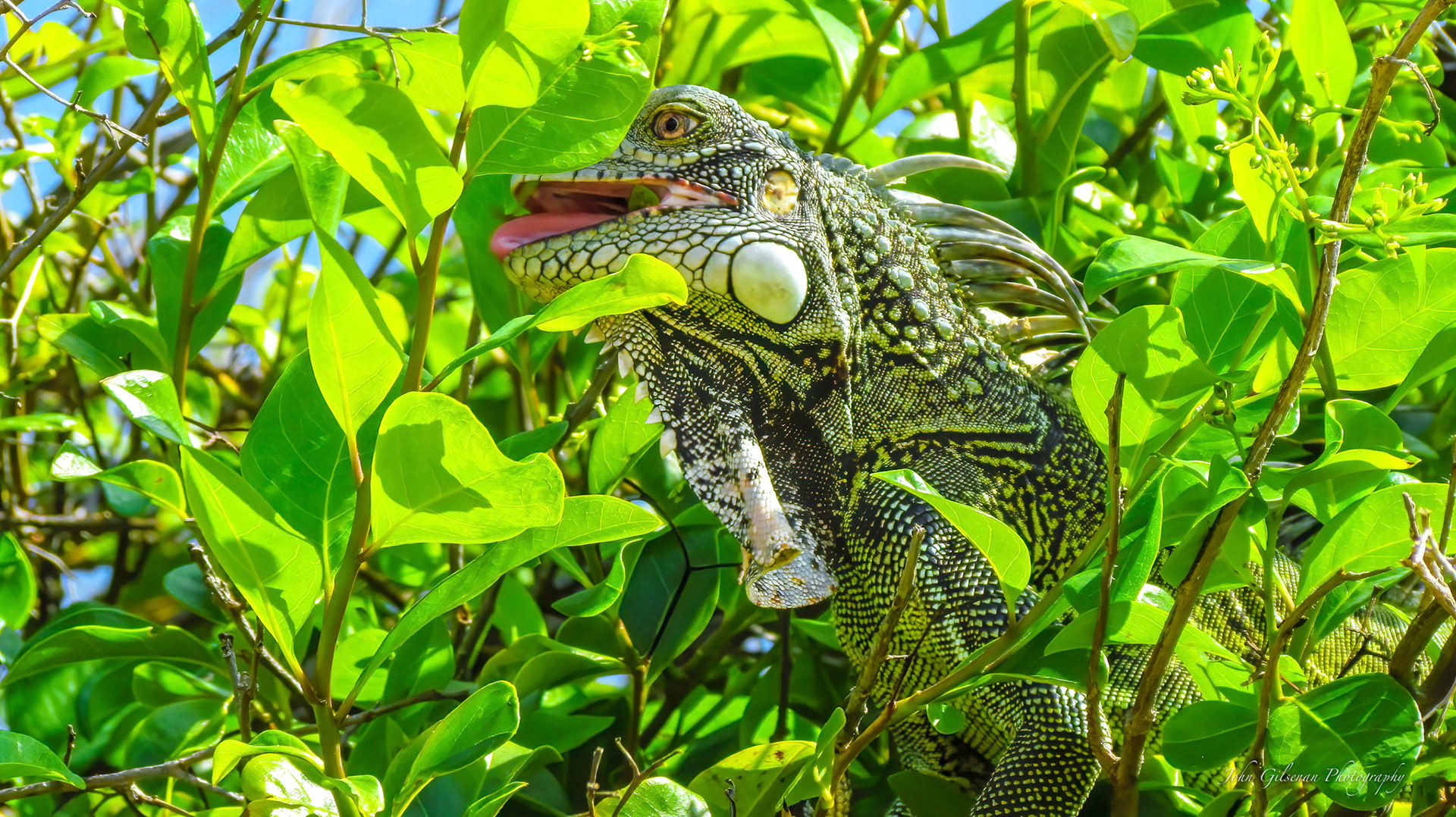 10111 Tree Lizzard /Lézard des arbres  (Urosaurus ornatus)