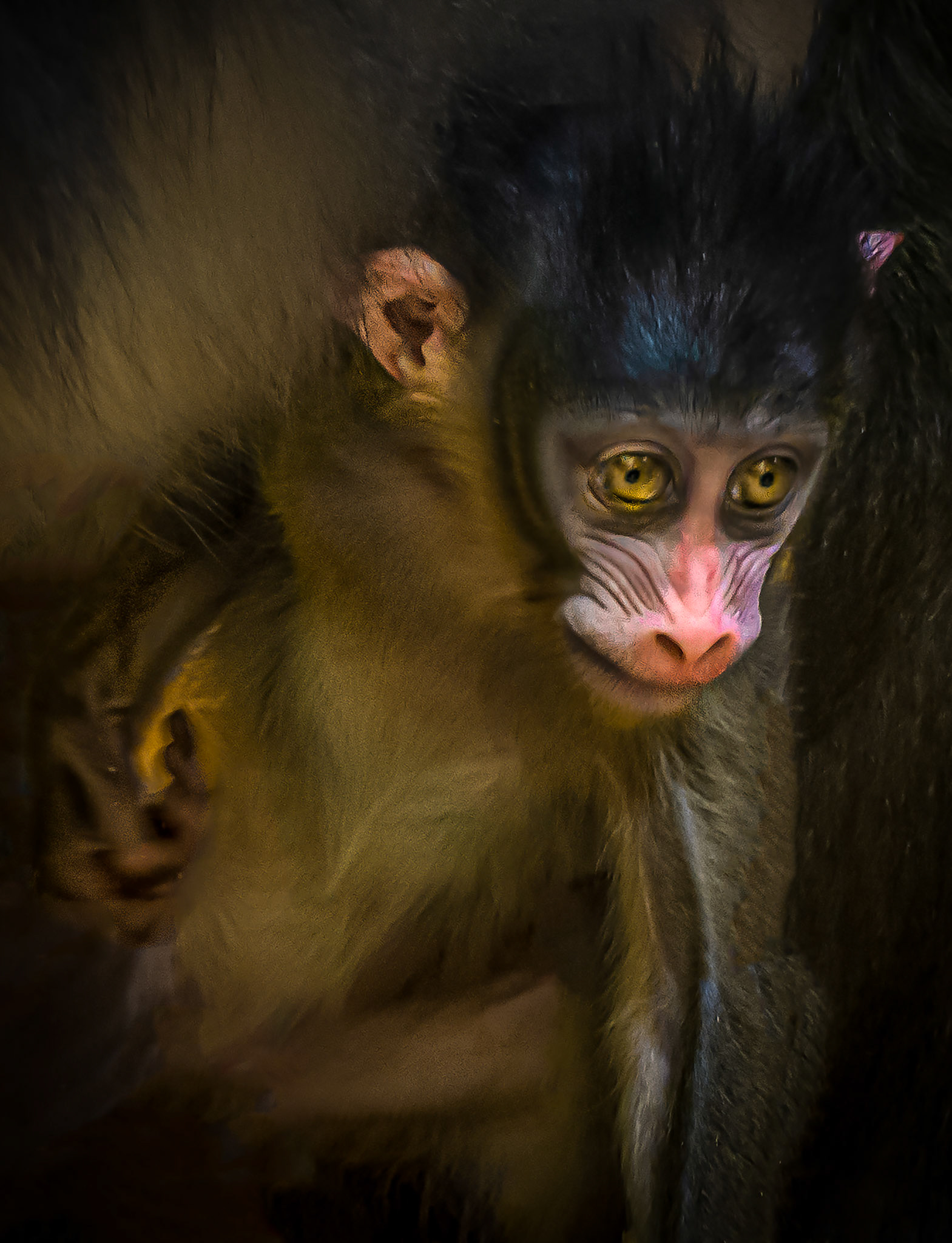 10428 Mandrill Monkey (African)(Cercopithecidae)
