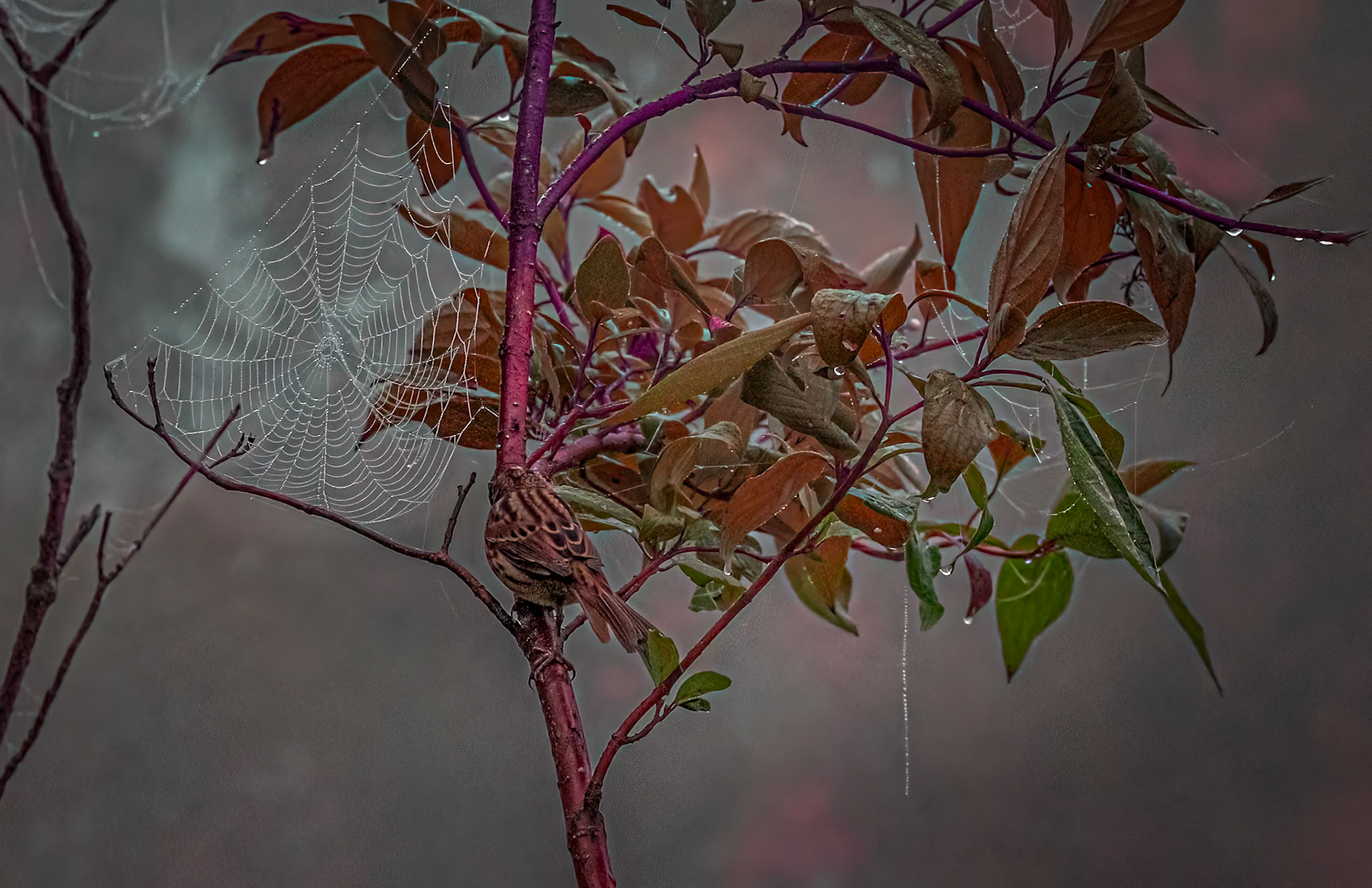 11391 "De Web"