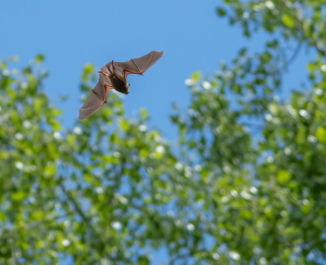 10019 Eastern Red Bat  / Chauve-souris rouge de l'Est ( Lasiurus borealis)