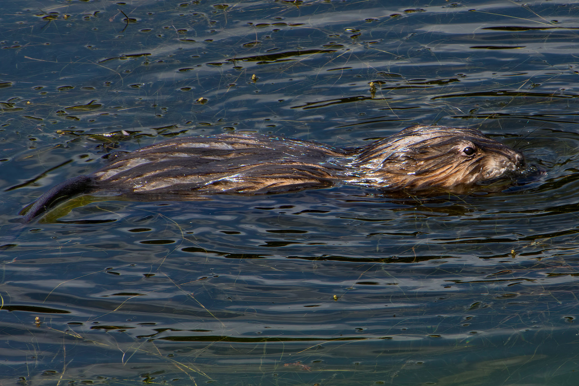 11304 Muskrat / Rat Musqué / Ondartra zibethicus