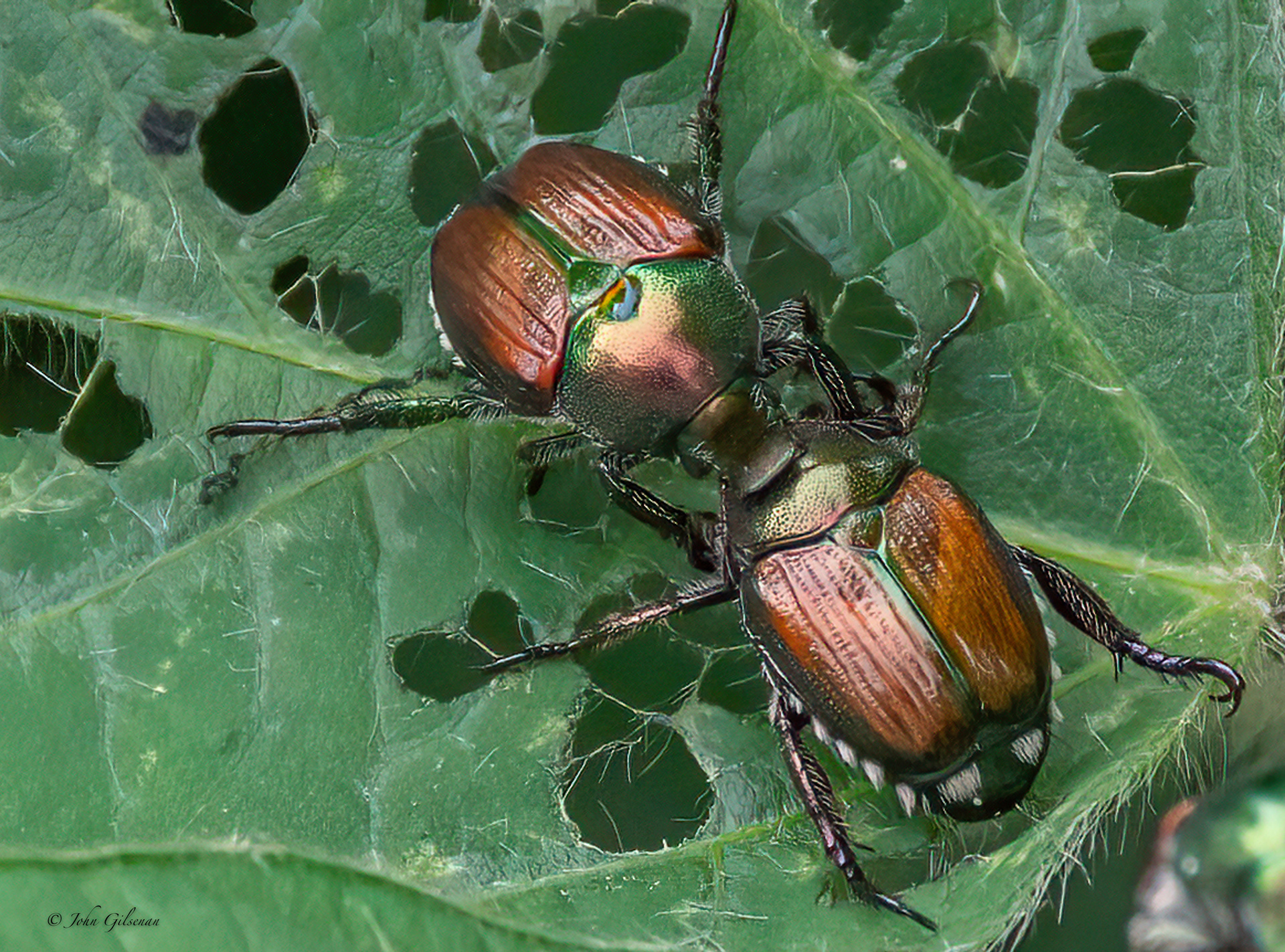 11537 Japanese Beetles