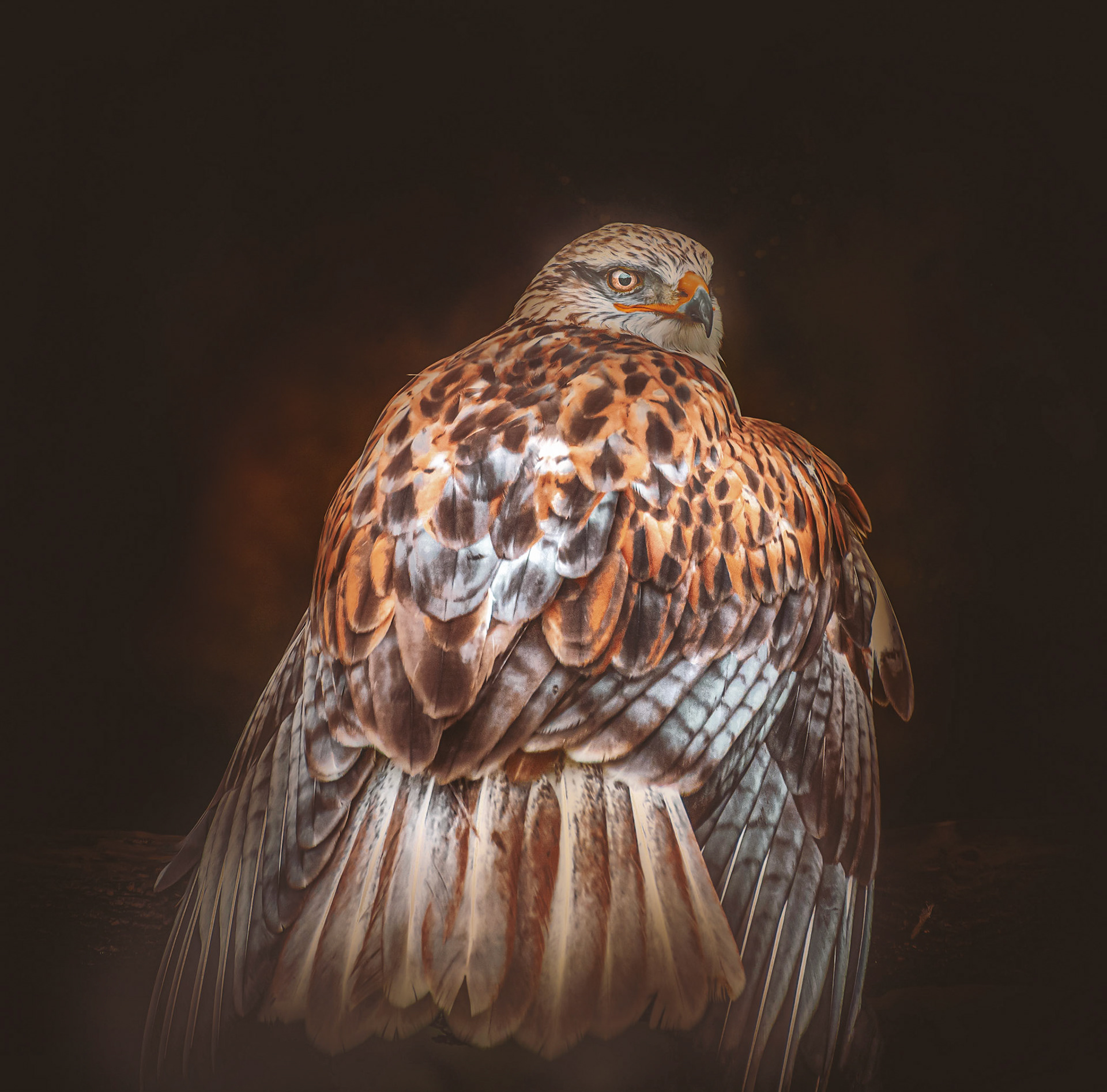 10870 Gyrfalcon