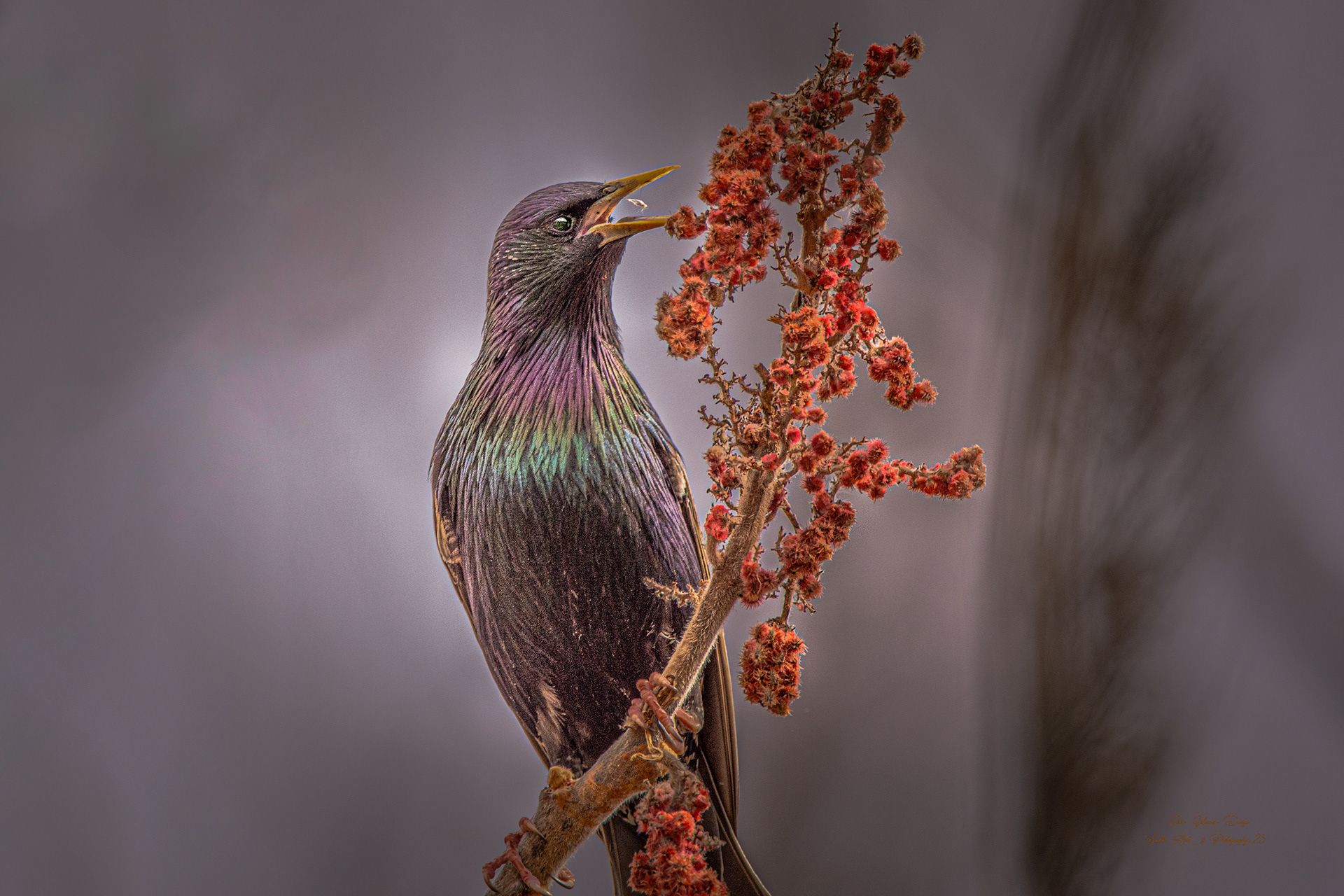 11439 European Starling