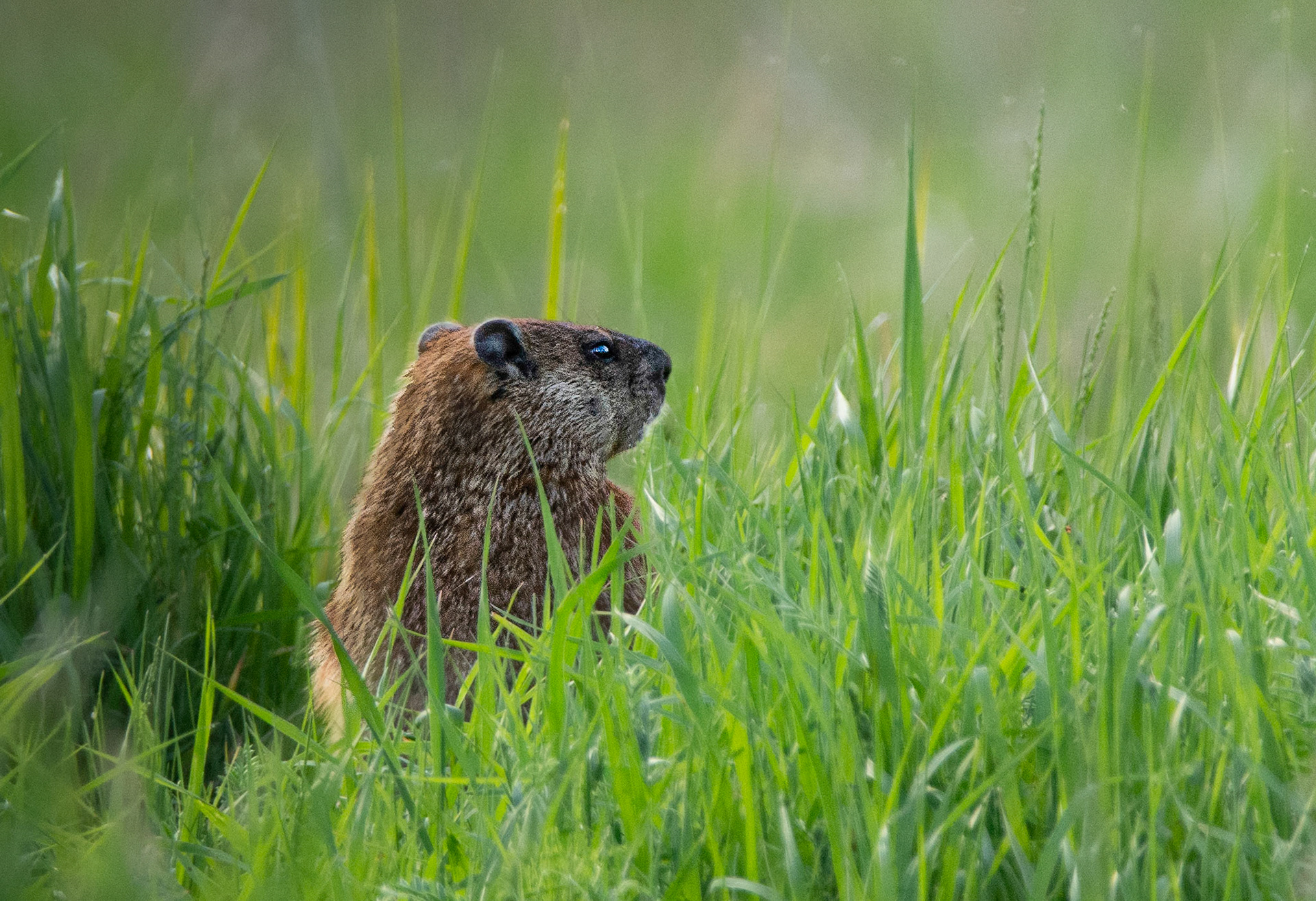 11168 Ground Hog /Marmotte/ Marmota / monax