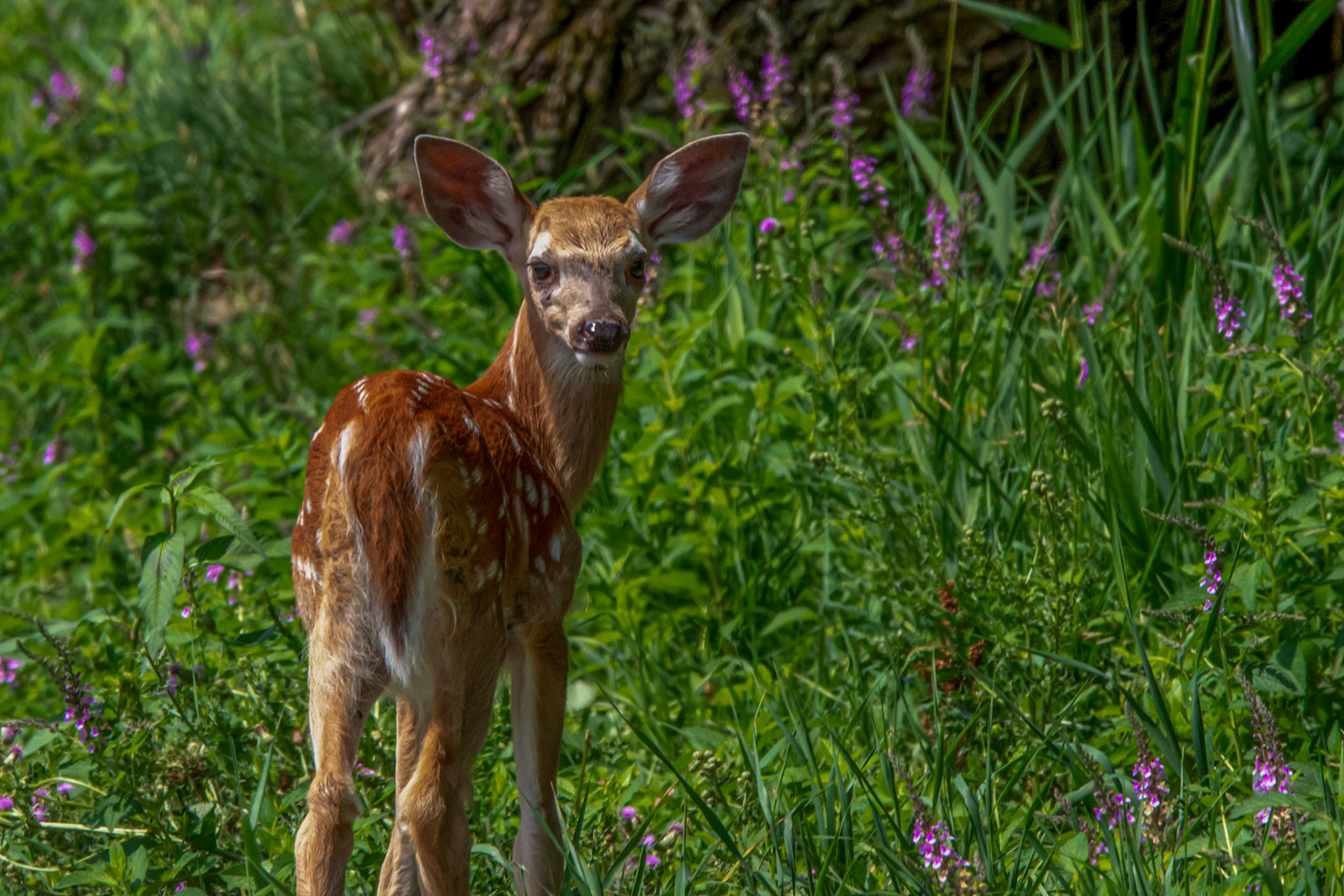 11172 White Tailed Deer / Cerf de Virginie  (Odocoileus virginianus)