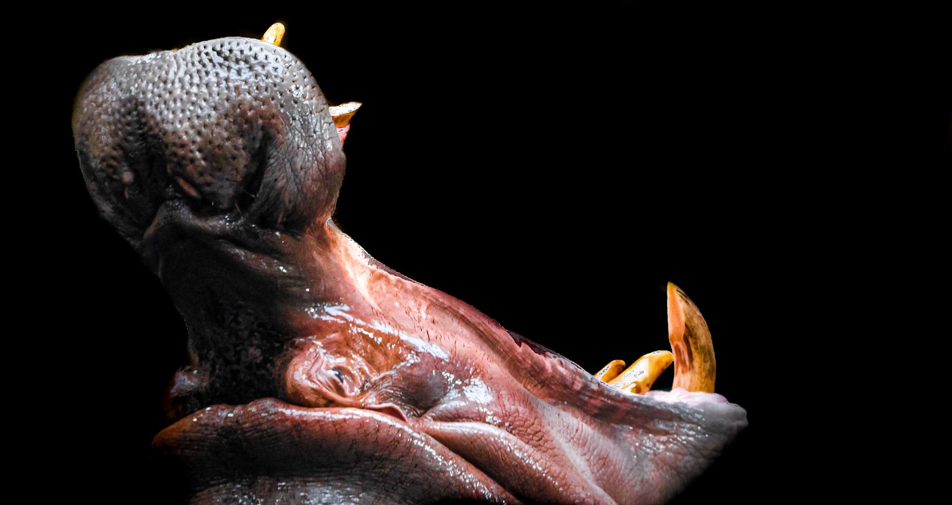 10493 Hippopotamuse /Hippopotame (hippopotamus)