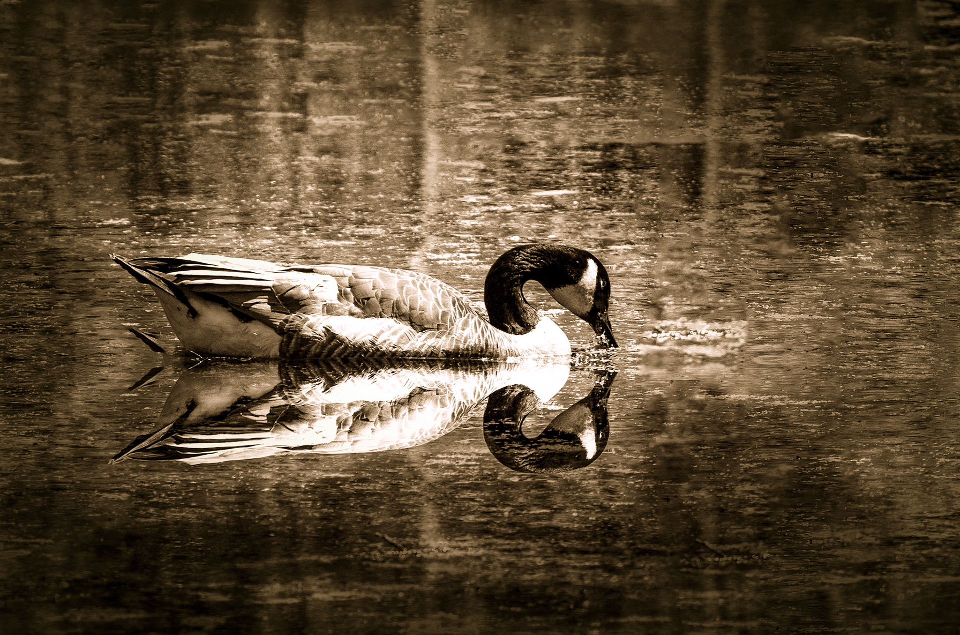 11436 Canada Goose (Branta canadenis)