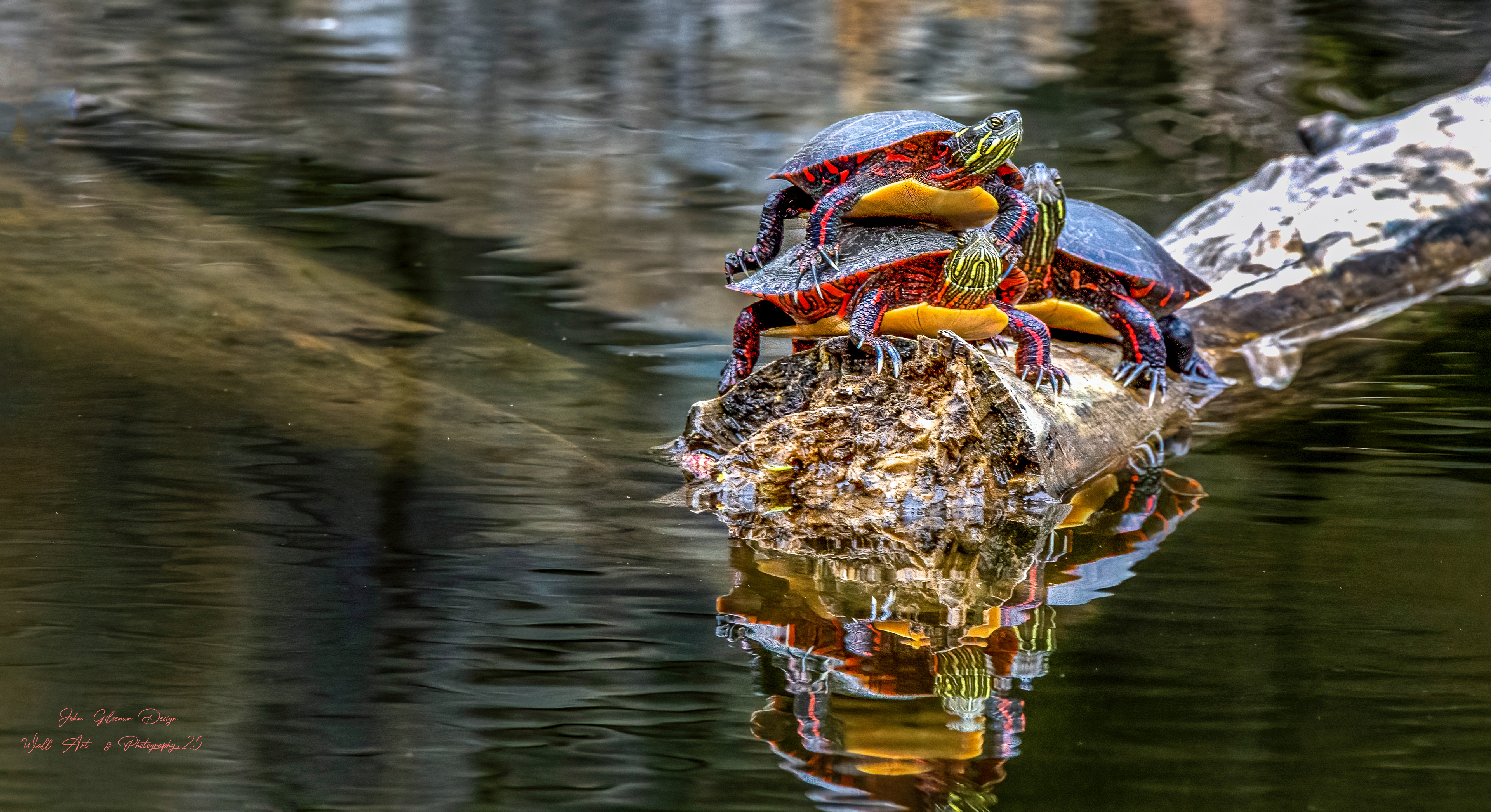 10657 Painted turtles.