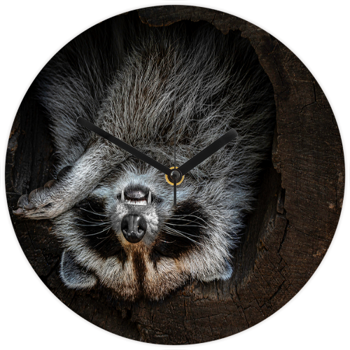 Clock 10421 Rocky Racoon