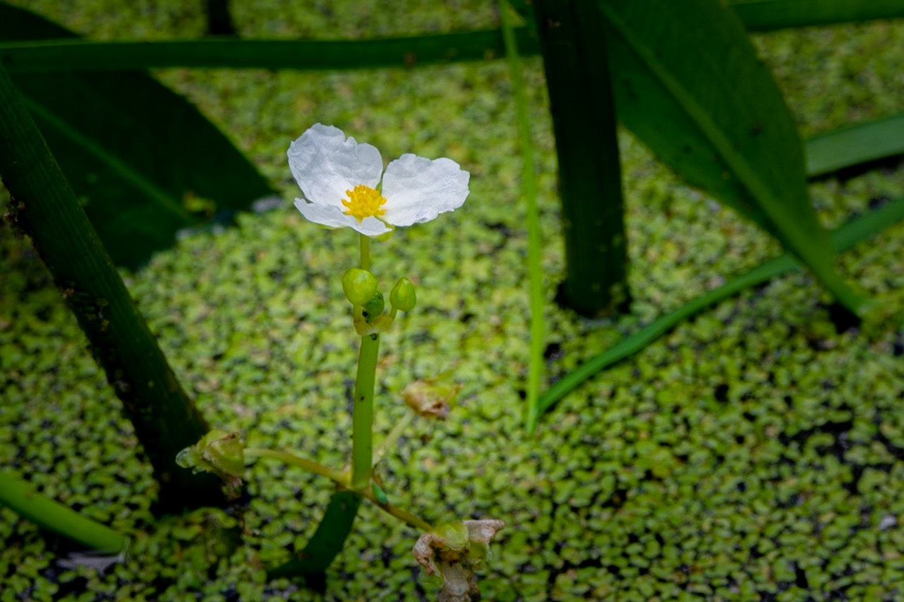 11094 Tradescantia "Innocence"