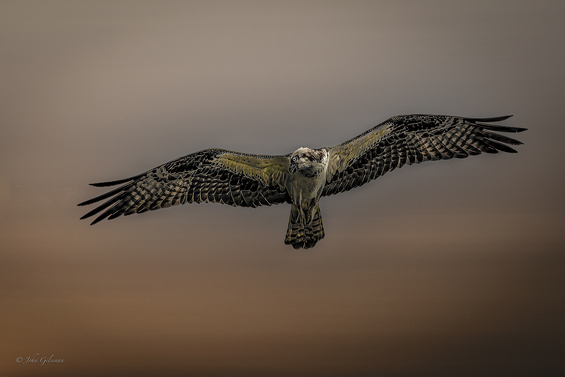 11075 Osprey at Altitude