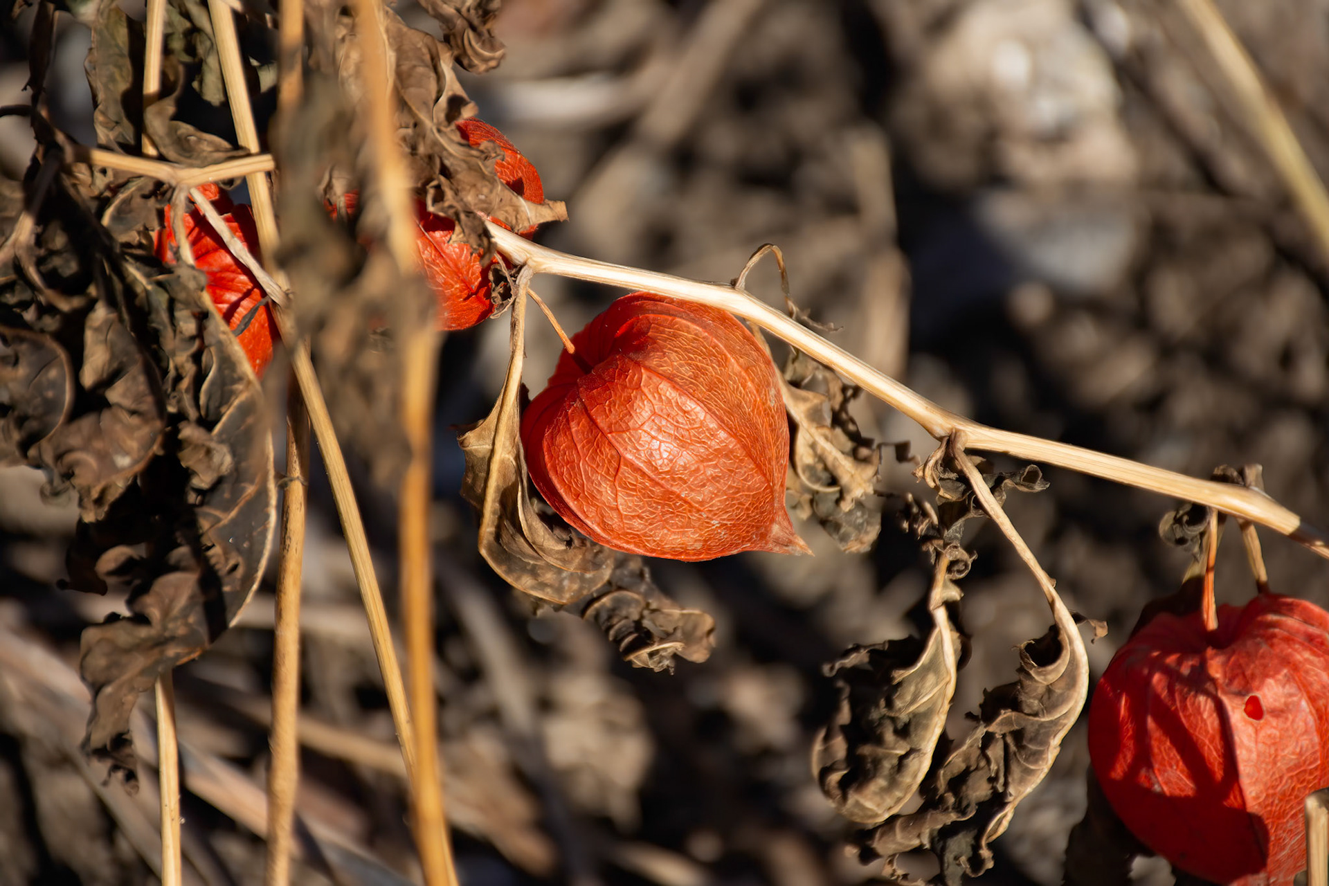 11058Fruit de la Morelle douce-amère 2