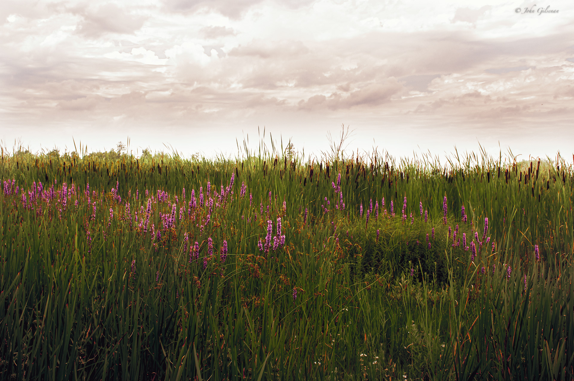 10891 Field of Rushes