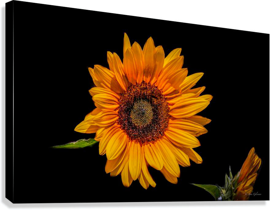 10776 COMMON SUN FLOWER