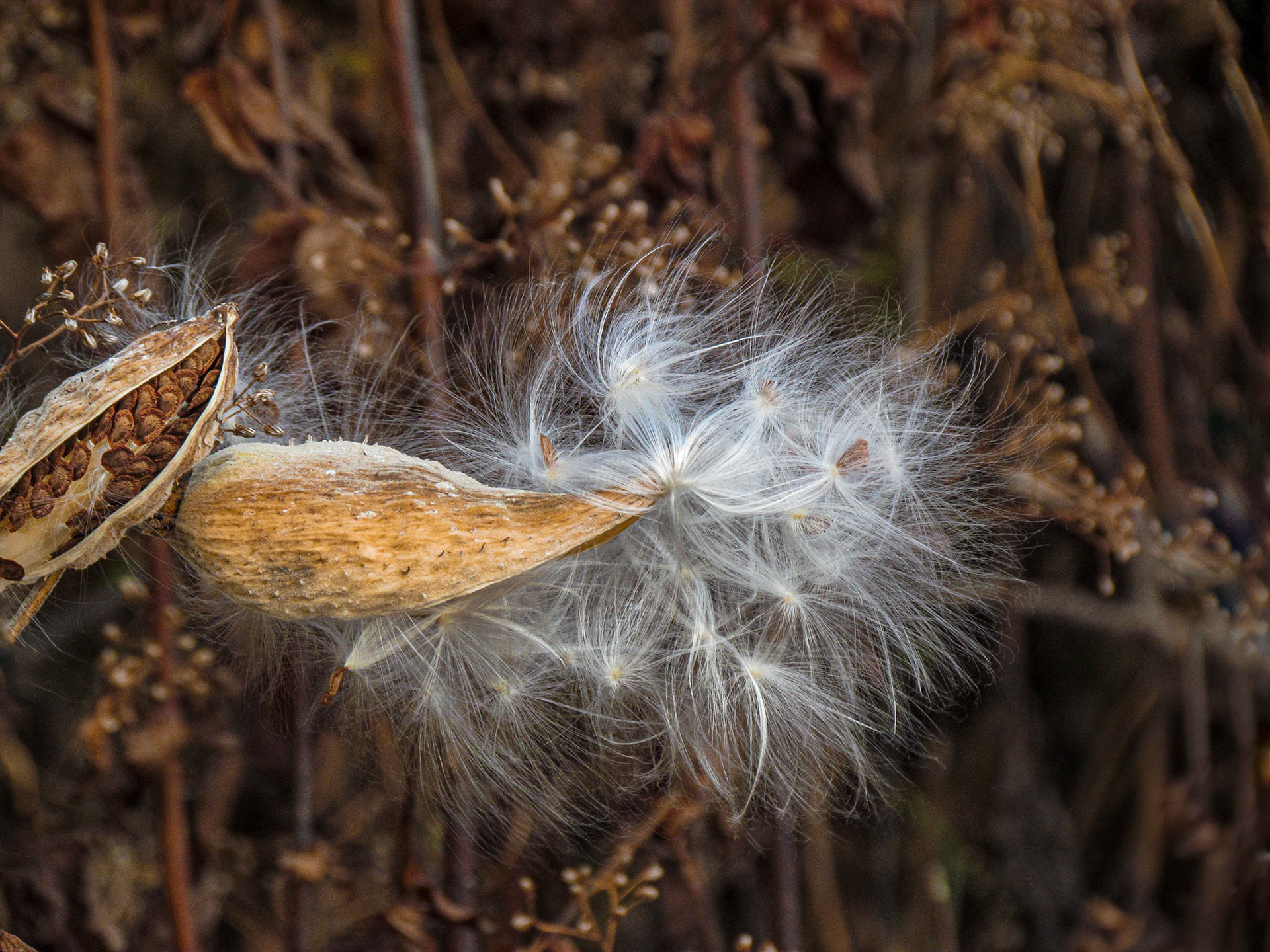 11054 Milkweed 