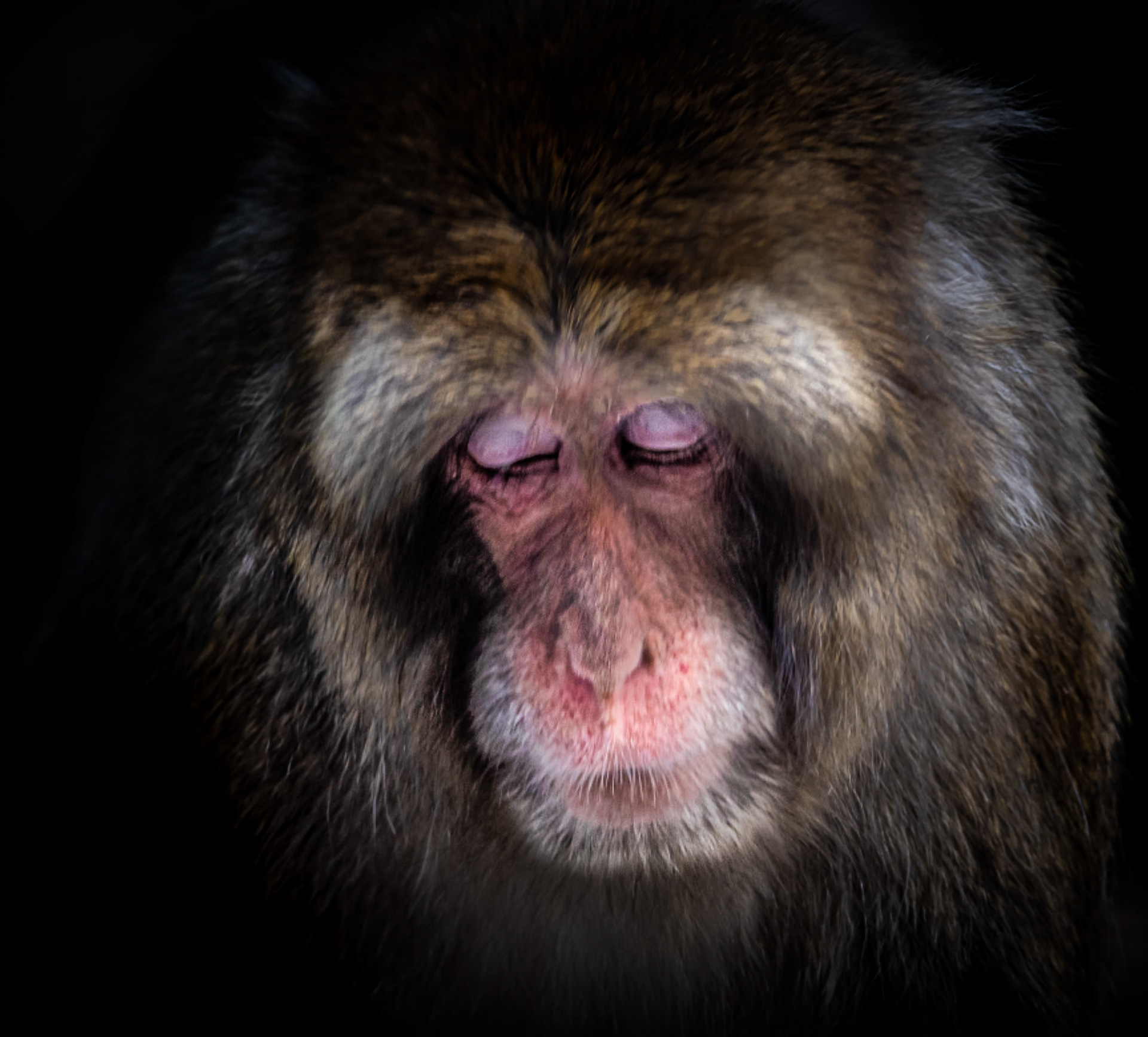 10455 Japanese Macaque (Asia) (Cercopithecidae)