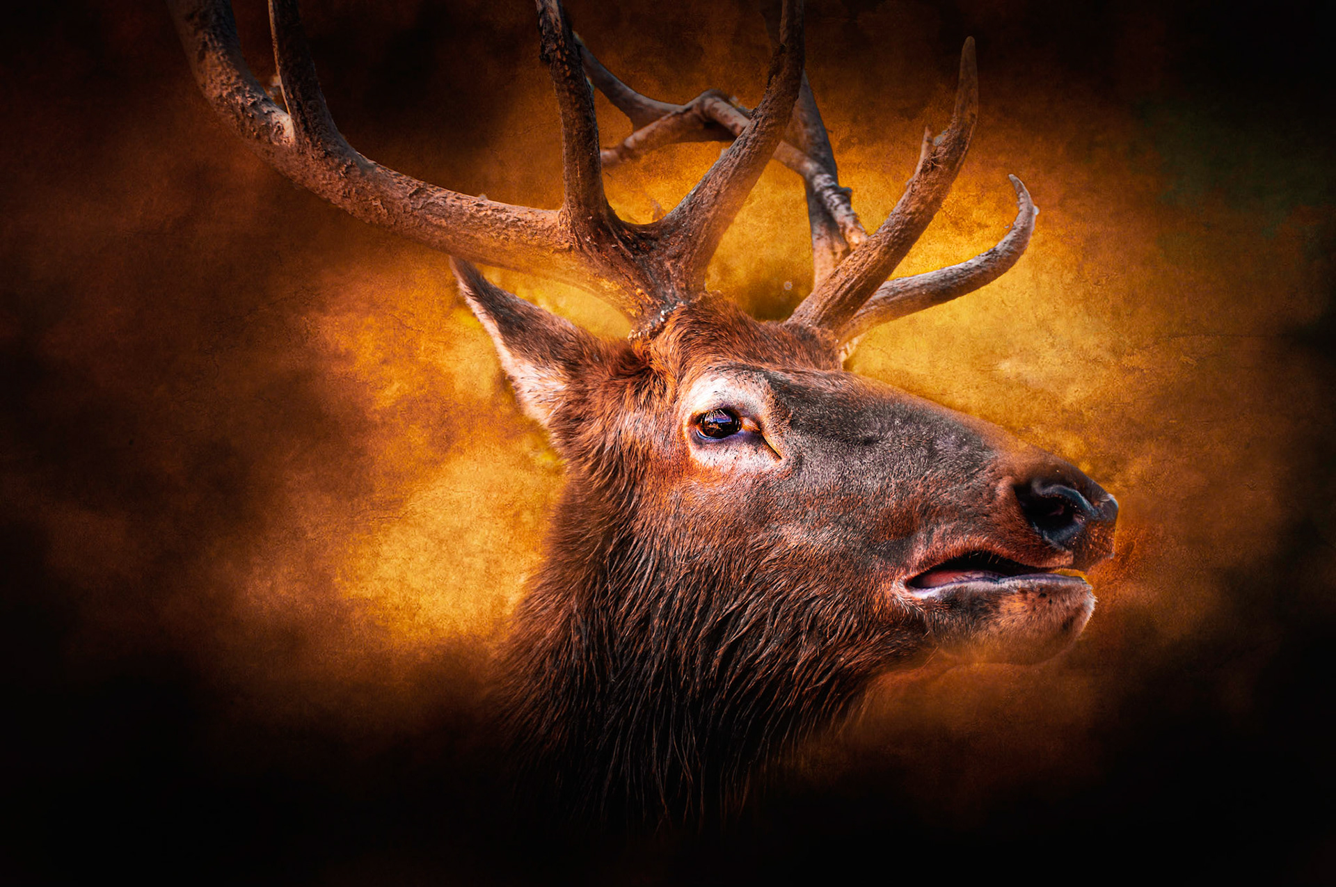 10920 Elk from Omega