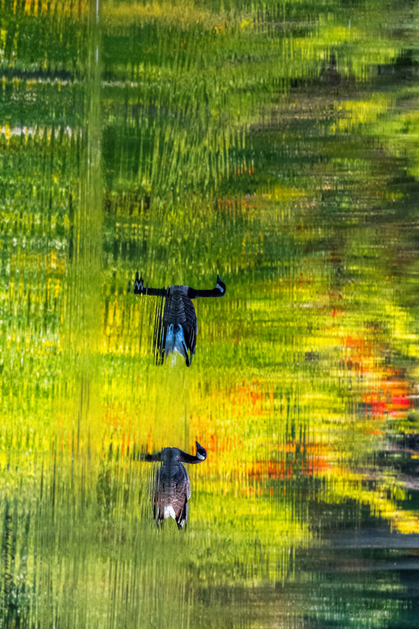 11513 Water Buffalo