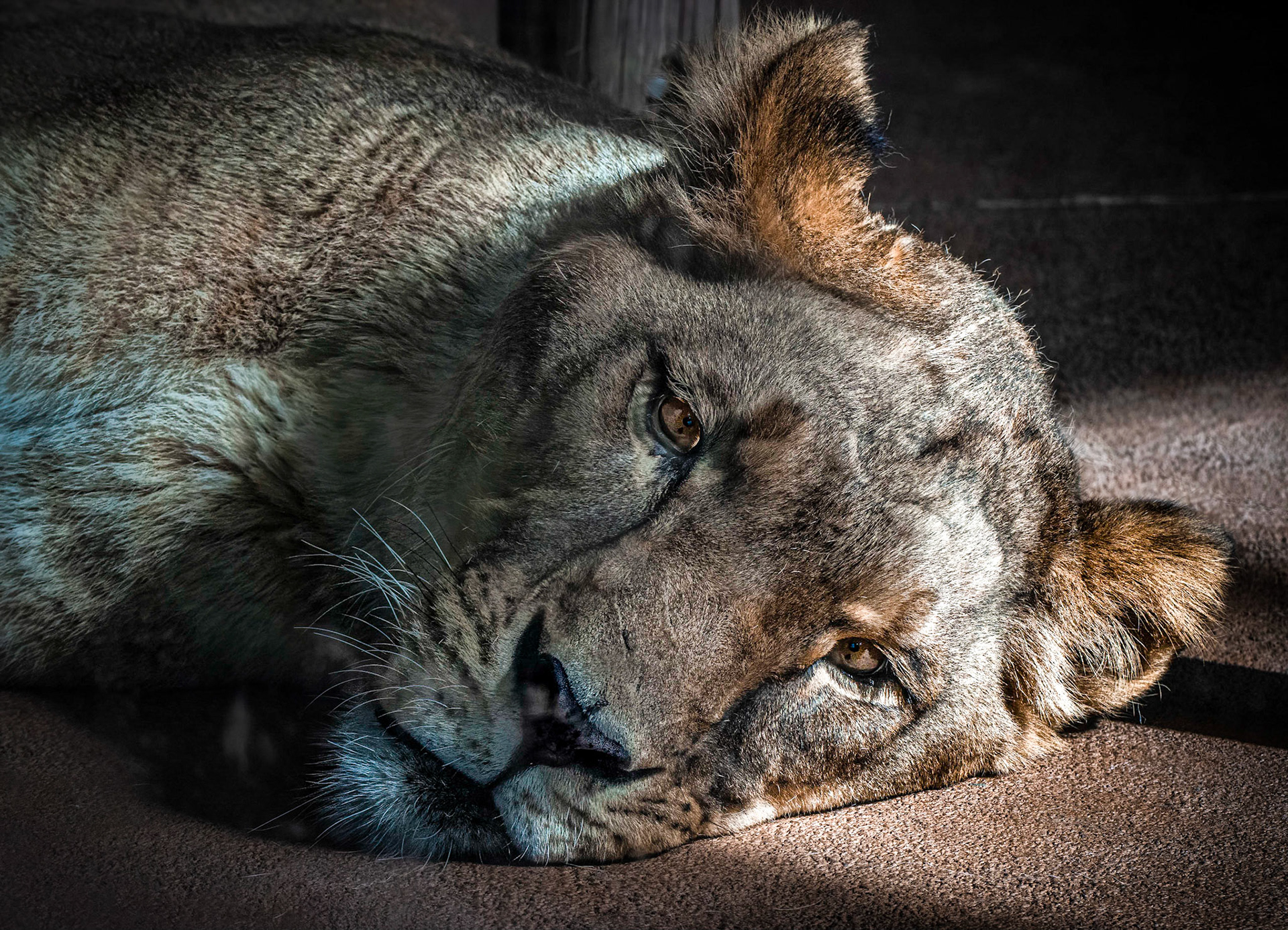 10426 African Lion /Lion d'Afrique (Africa) (Felidae)