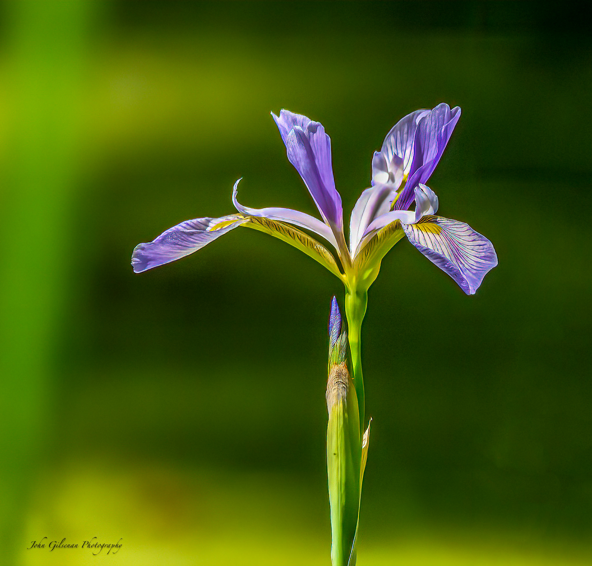 10076 Blue Iris
