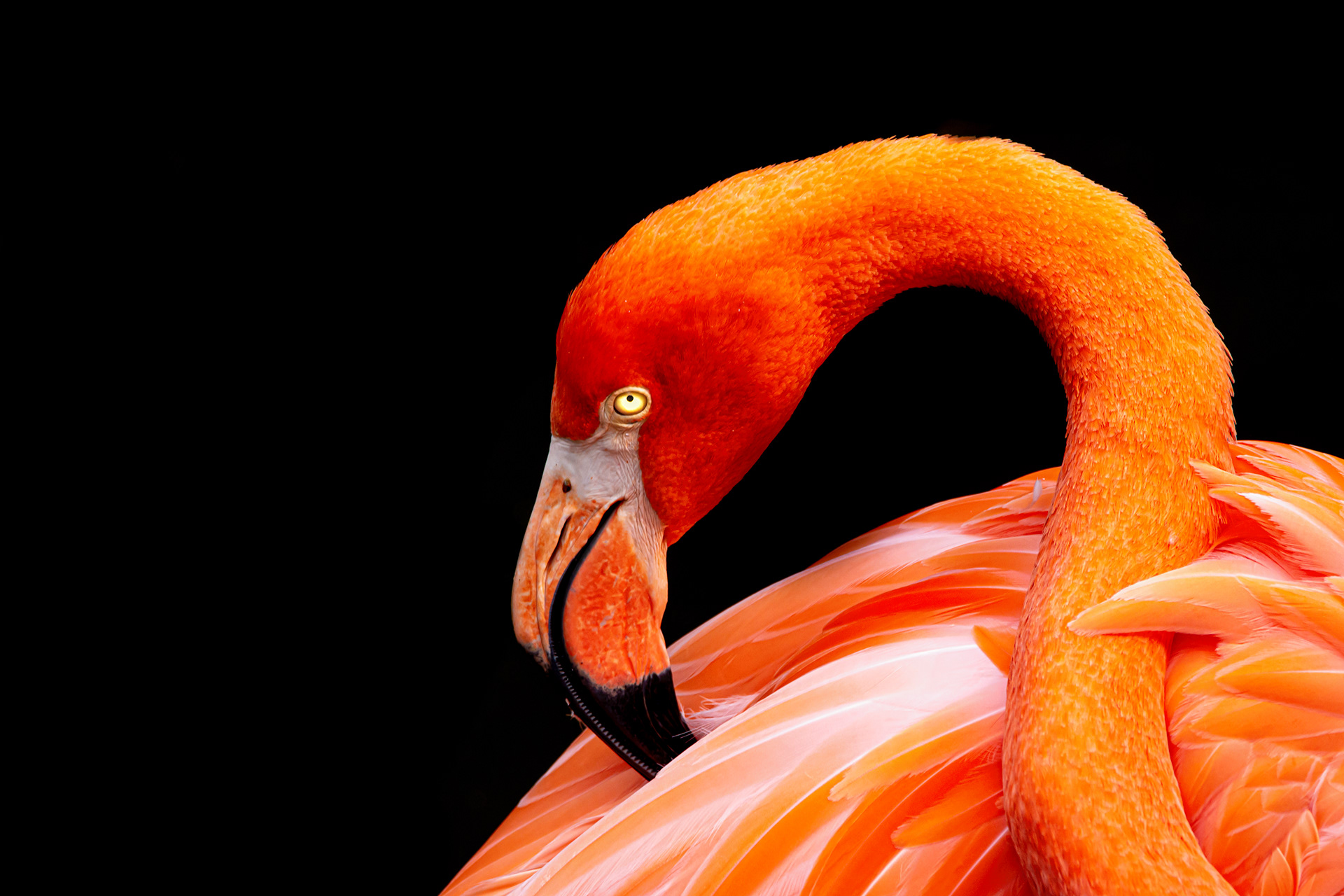 10443 Caribbean Flamingo