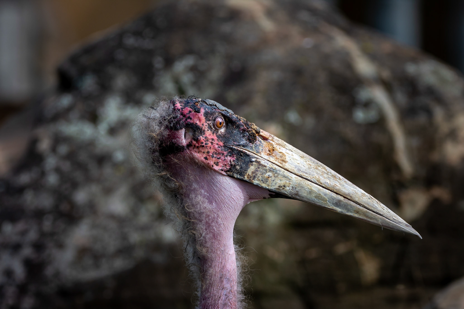 10655 Marabou Stork / Cigogne marabout (Leptoptilos crumenifer)