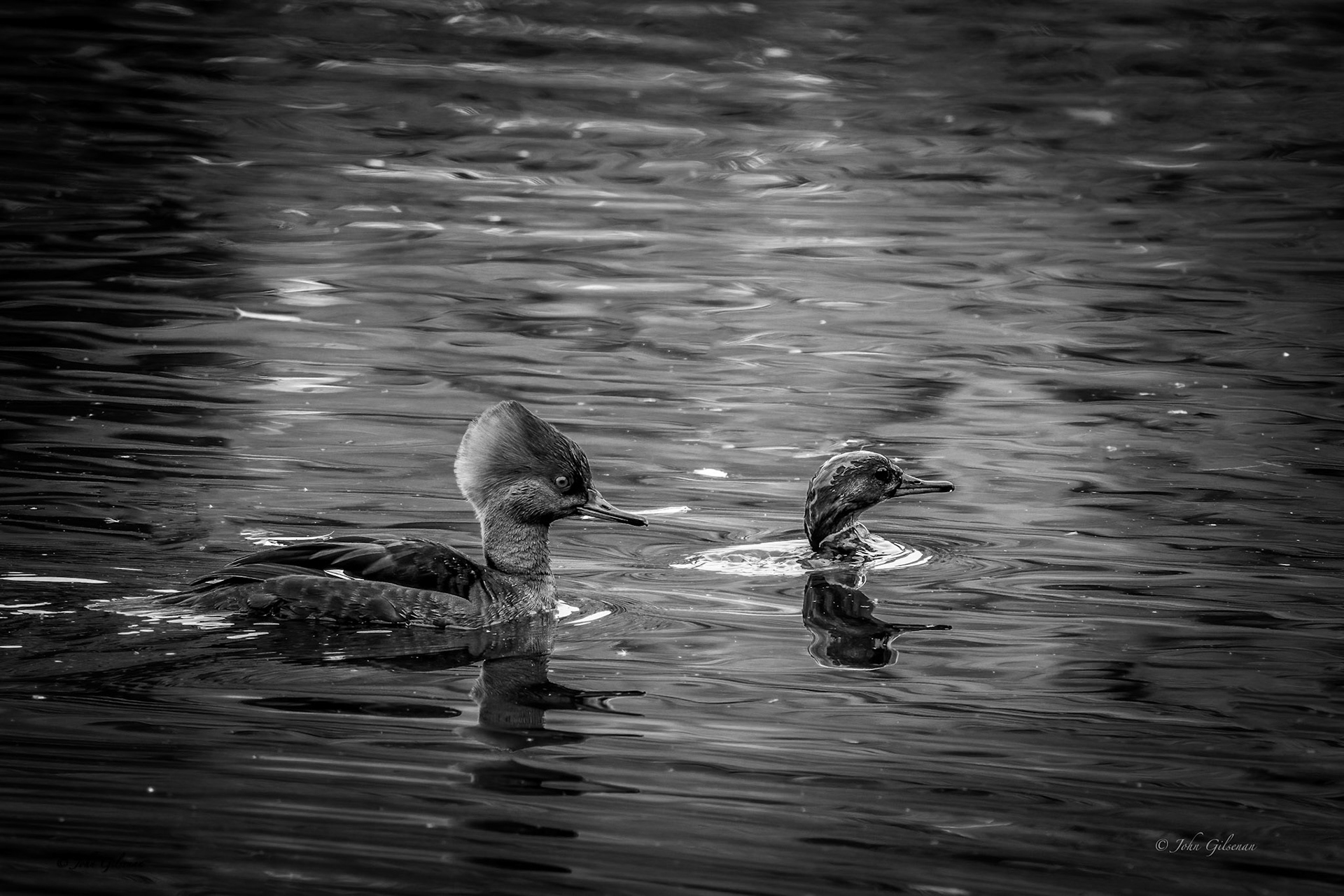 10875 Hooded Merganser
