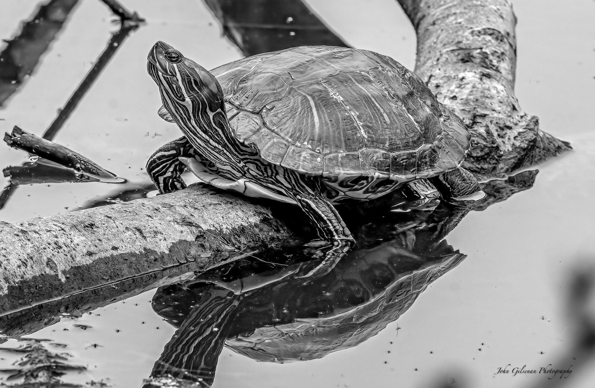 10150 Painted Turtle, Verdun