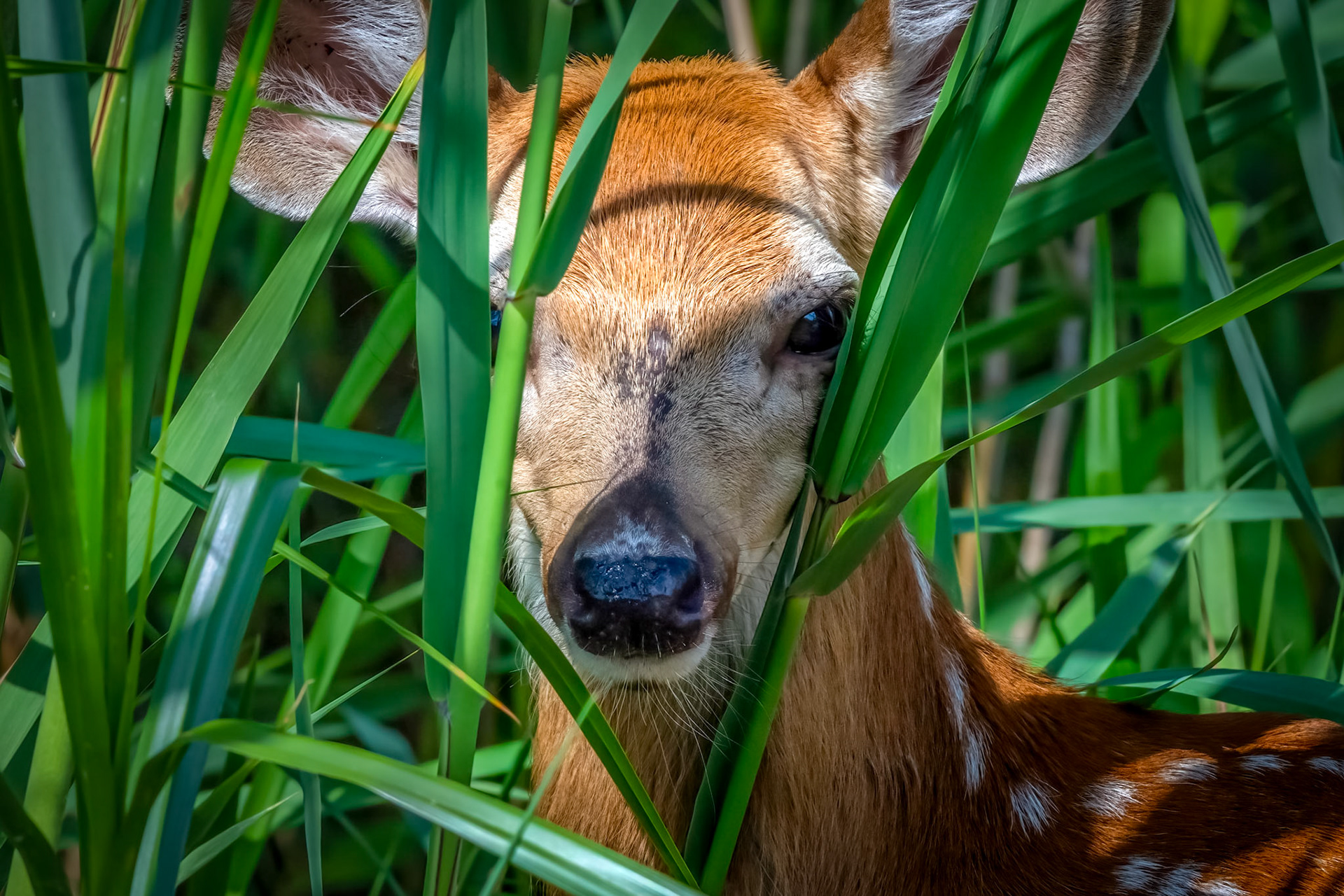 10341White Tailed Deer / Cerf de Virginie  (Odocoileus virginianus)
