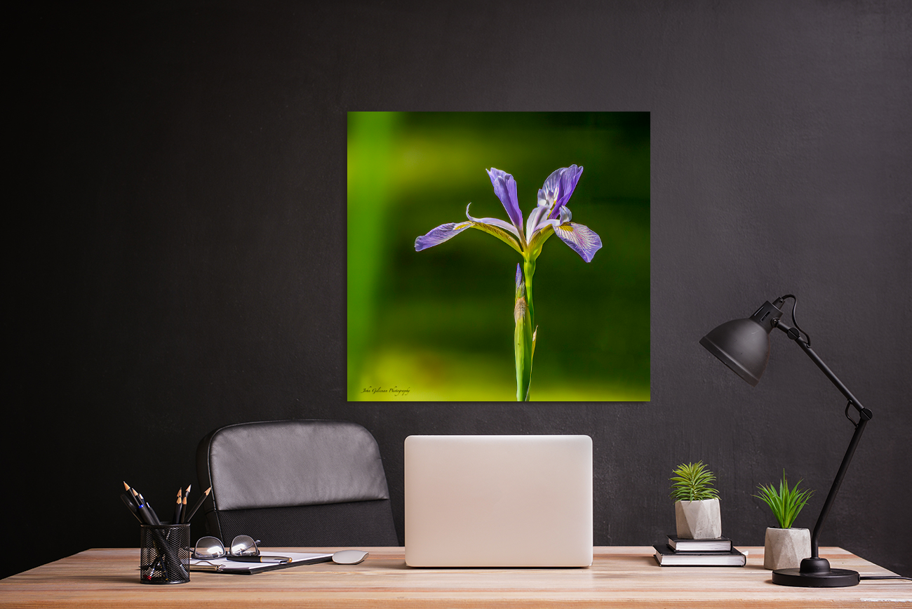 Canvas 10076 BLUE IRIS 2