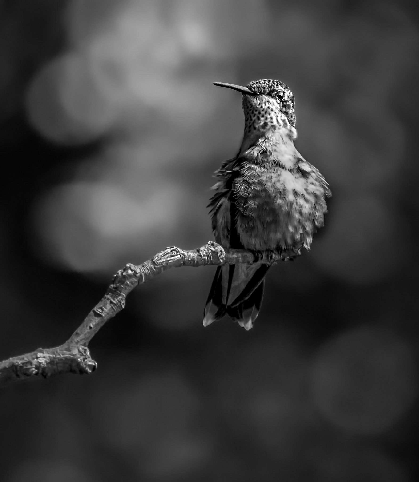 11251 Berylline Hummingbird