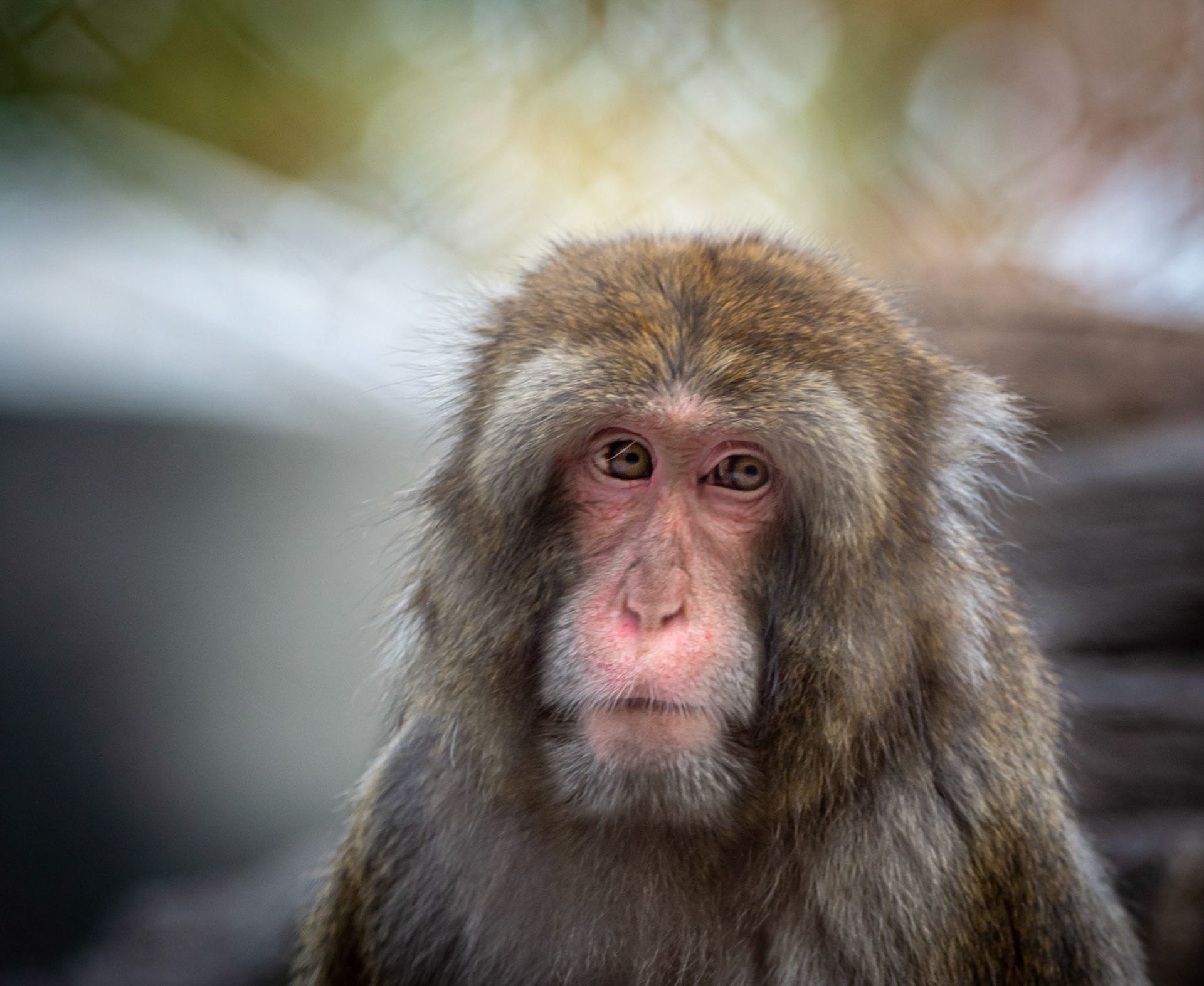 10452 Japanese Macaque (Asia) (Cercopithecidae)