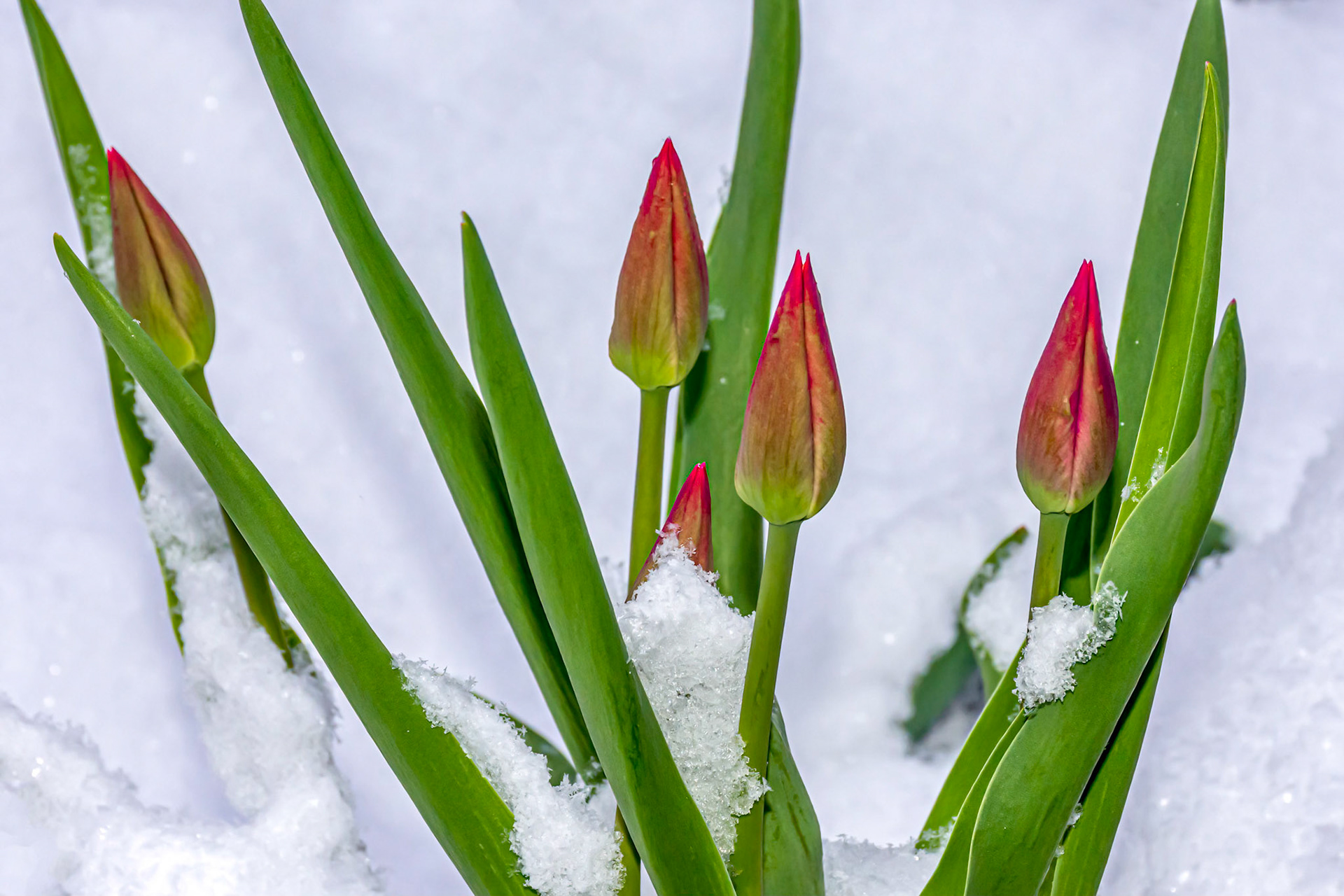 11092 Tulips early Spring