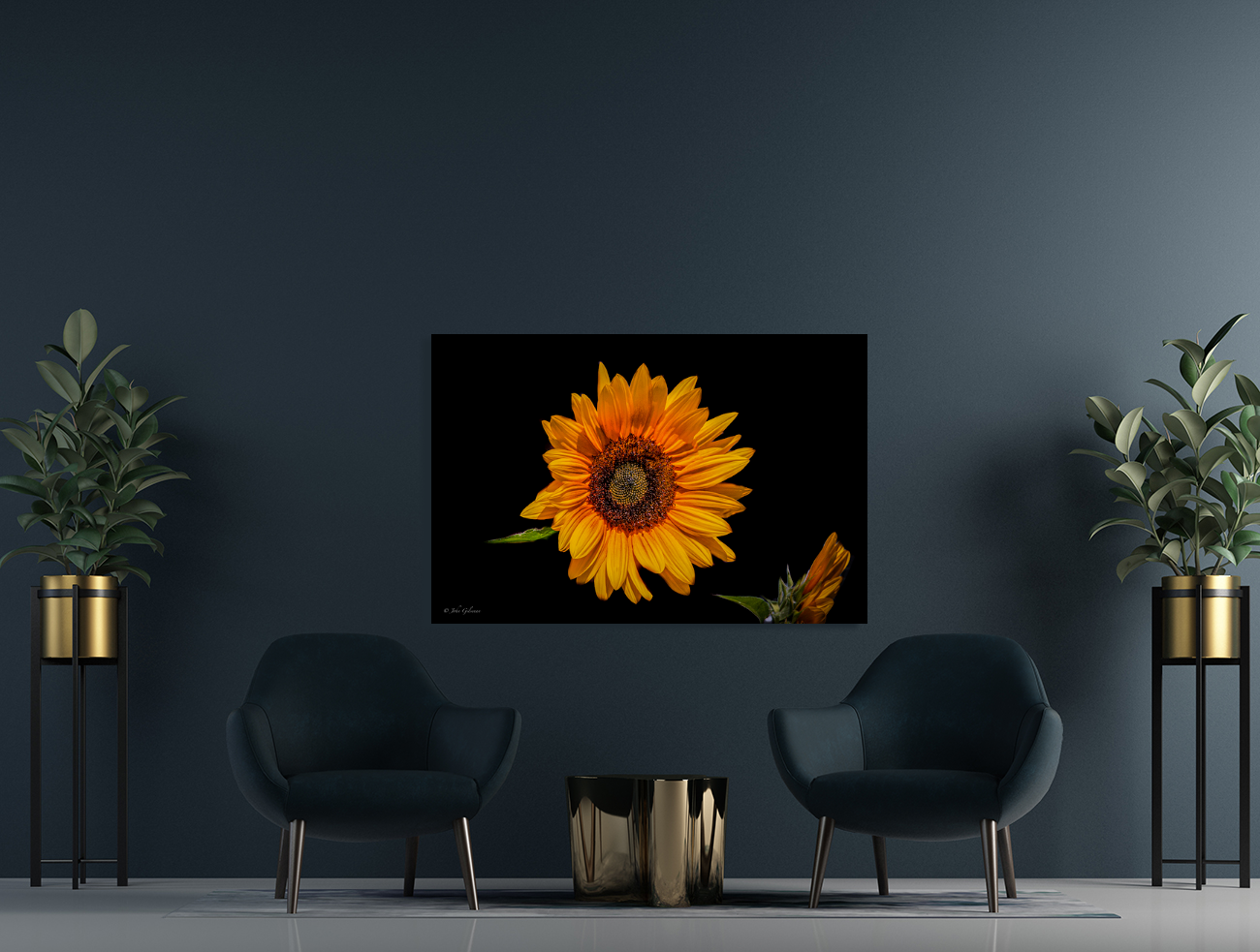10776 Common Sunflower