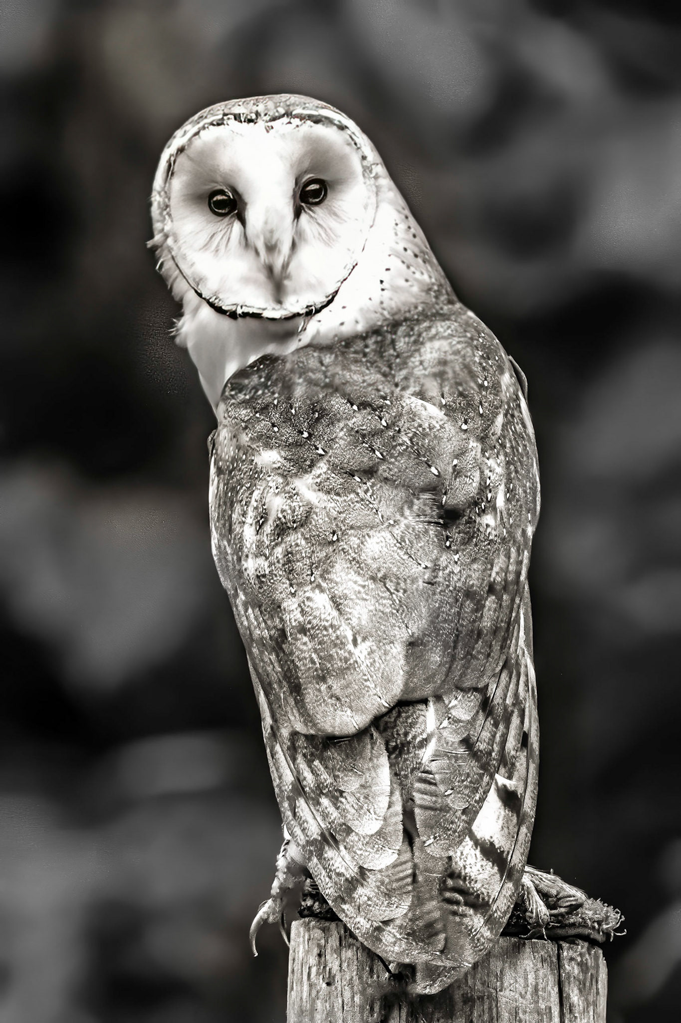 10831 Barn Owl (Tyto alba)