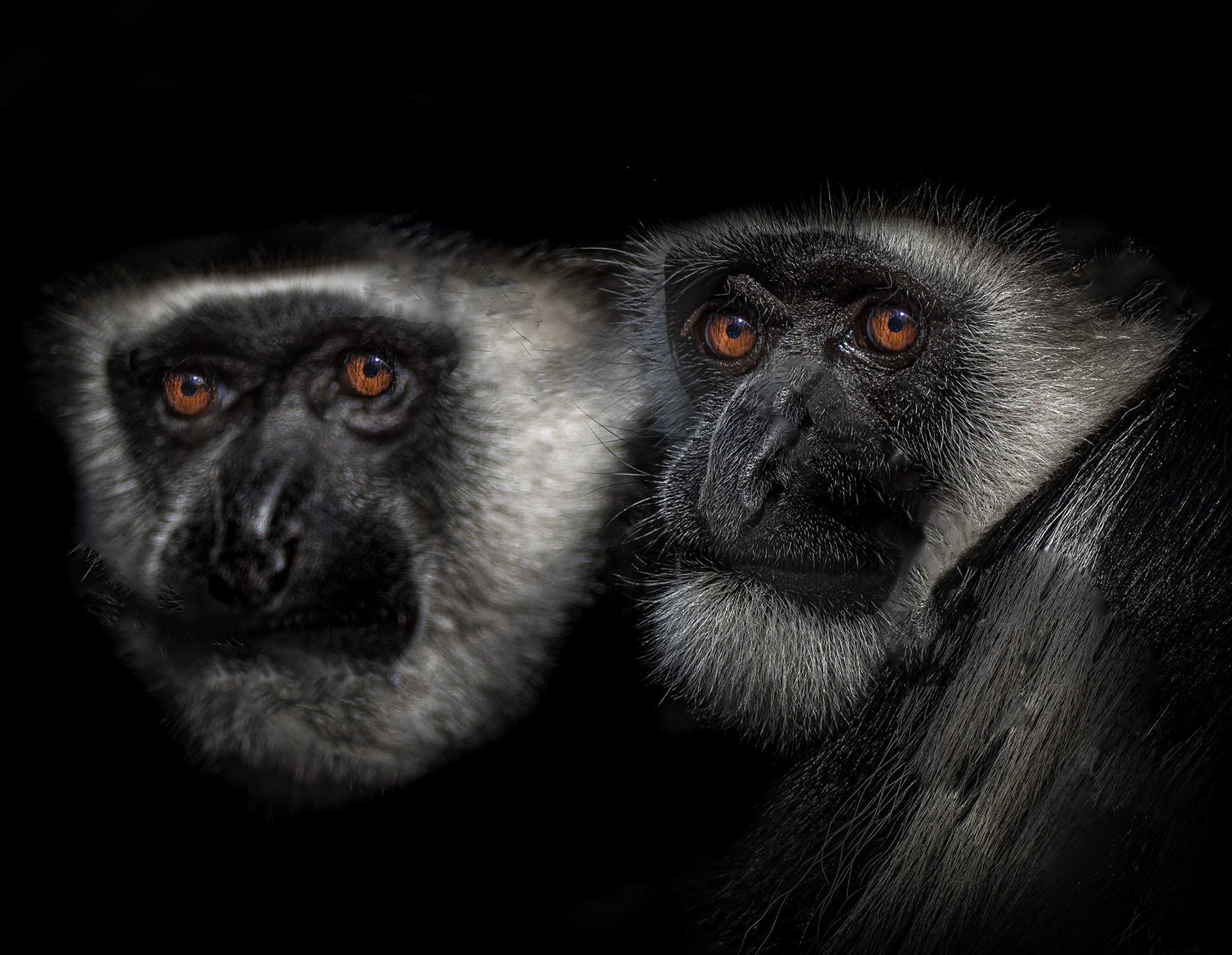 10495 Guereza Monkey (Africa) Singe Guereza (Colobus guereza)