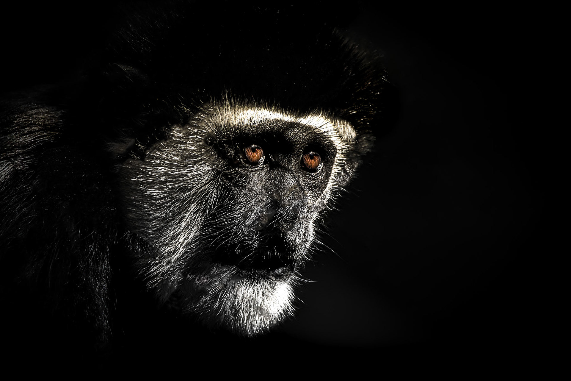 11456 Guereza Monkey (Africa) Singe Guereza (Colobus guereza) 