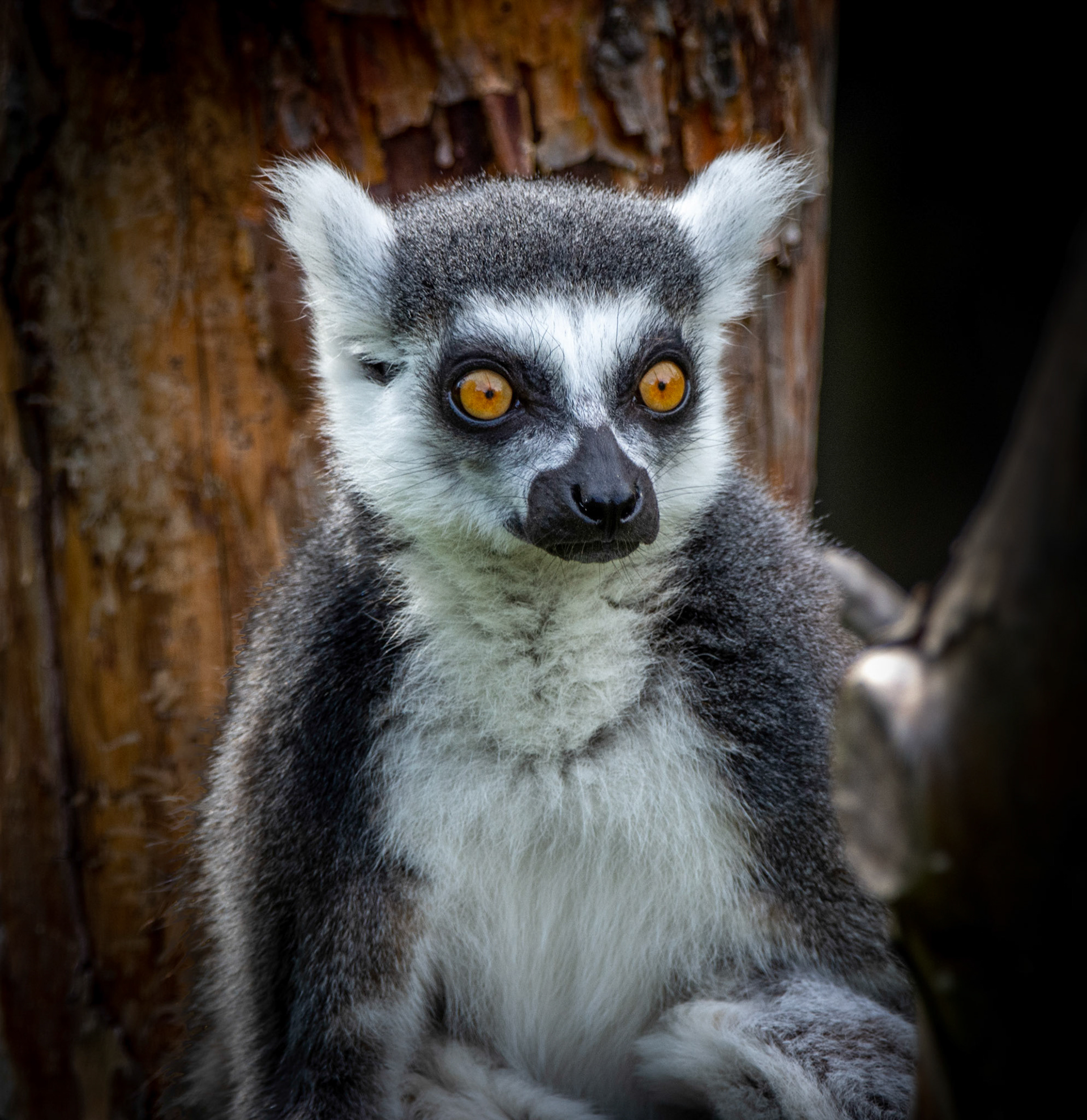 11162a Ring-Tailed Lemur/ lémurien à queue annelée (Lemur cata)