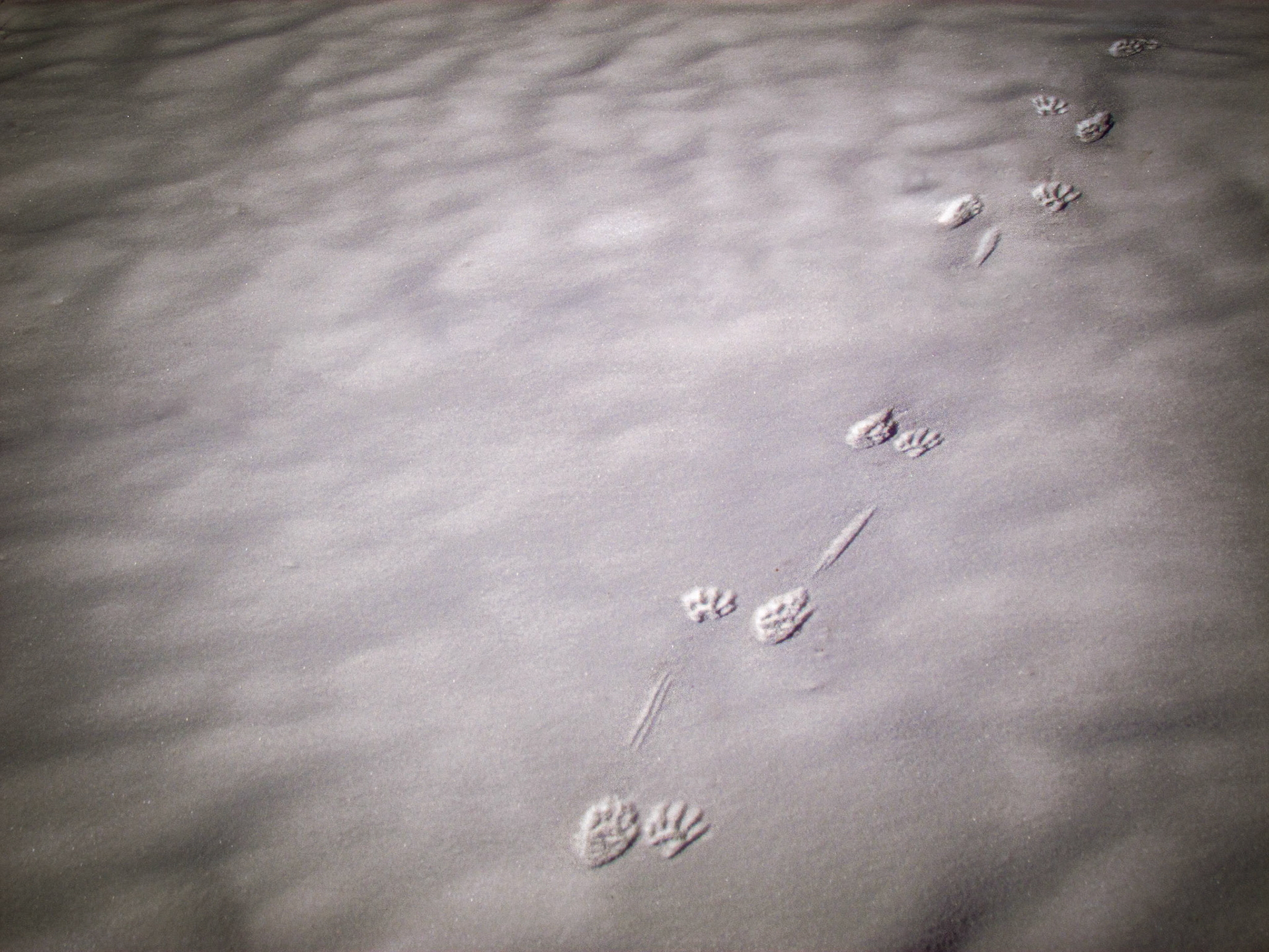 11472 Beaver Tracks / Piste de Castor