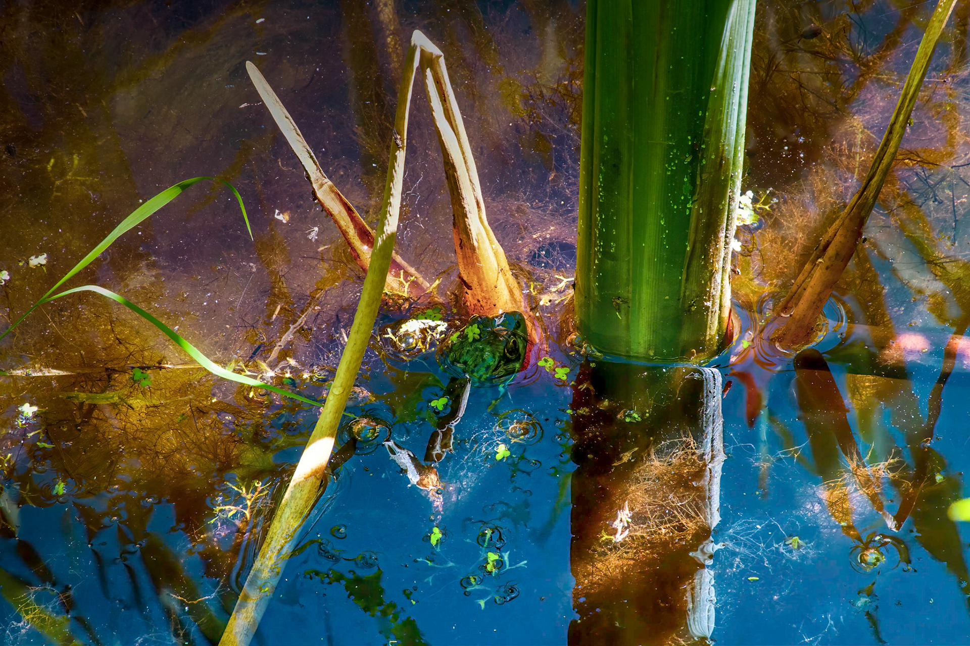 10236 The Green Frog  /grenouille verte (Lithobates clamitans)