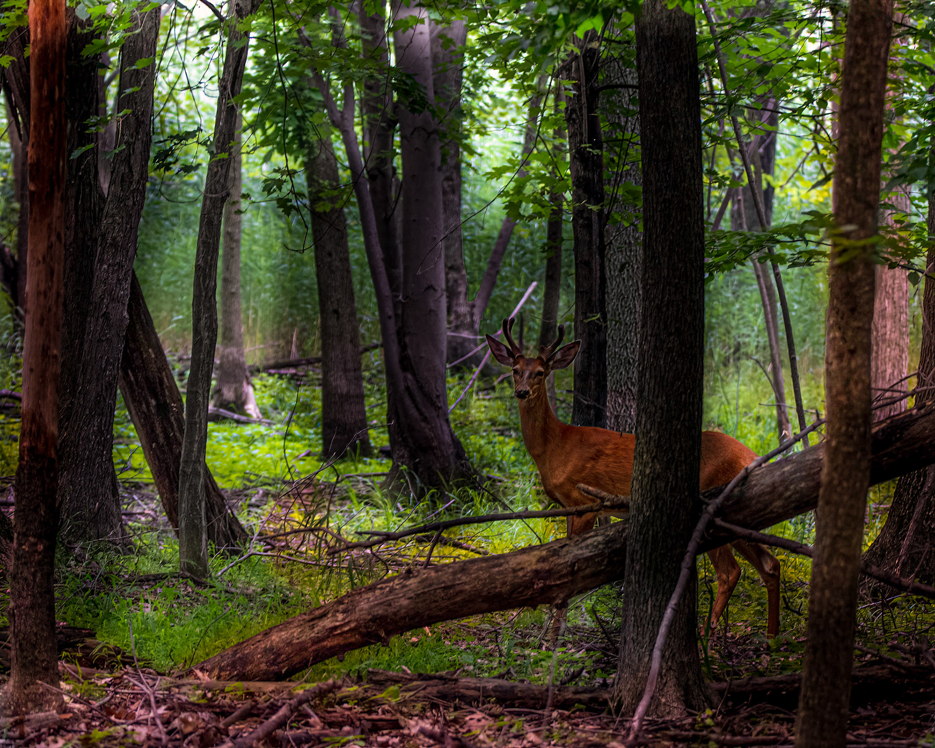 10855 White Tailed Deer / Cerf de Virginie  (Odocoileus virginianus)