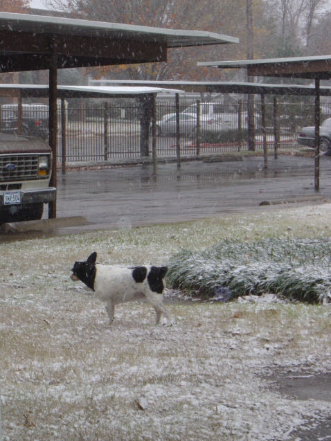 Maggie ( 1999 - 2011 )