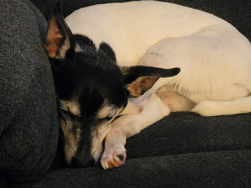 Harley ( 2010 - 2025 )