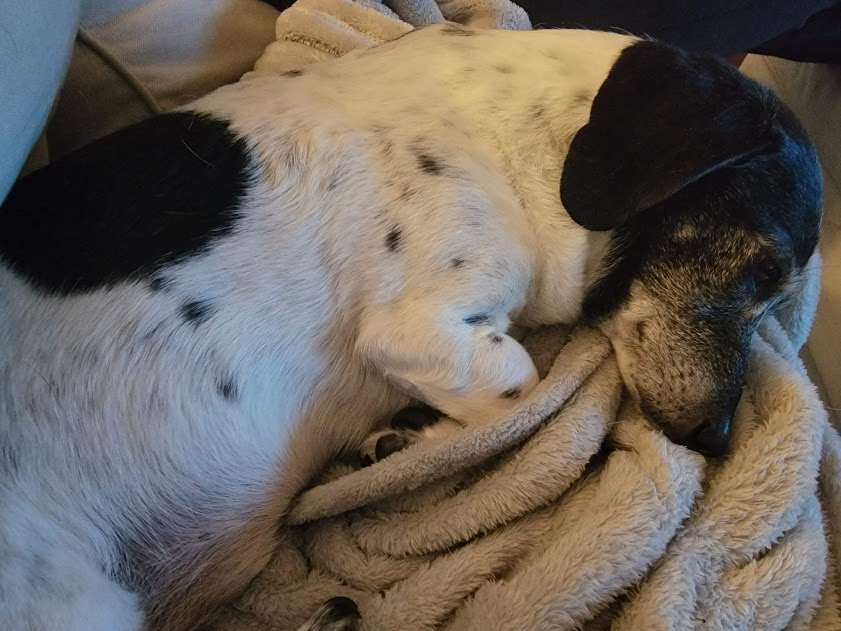 Scooter ( 2010 - 2024 )