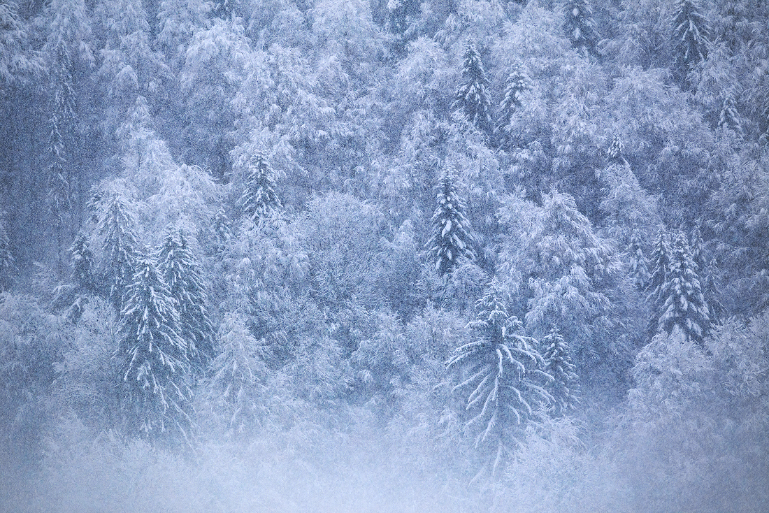 La forêt Endormie