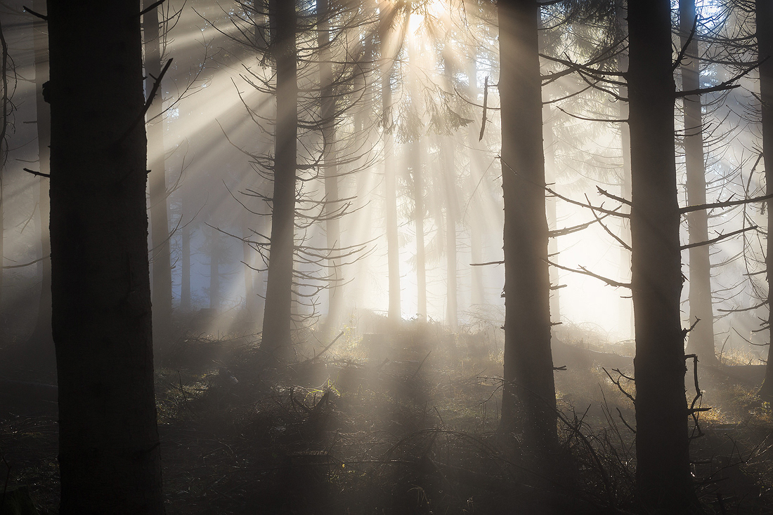 Silhouettes Sylvestres